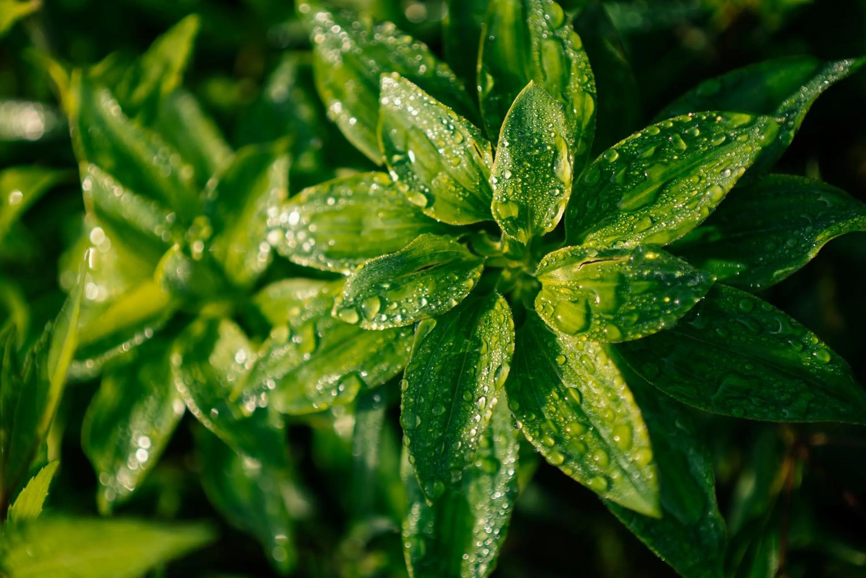 Garden in Aaradhya Nuwara Eliya