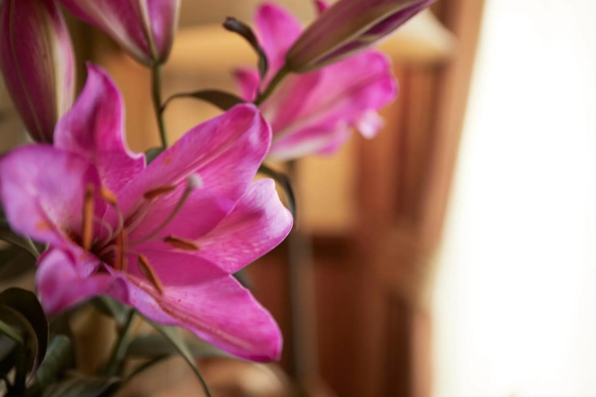 Decorative detail in Ashburton House - B&B