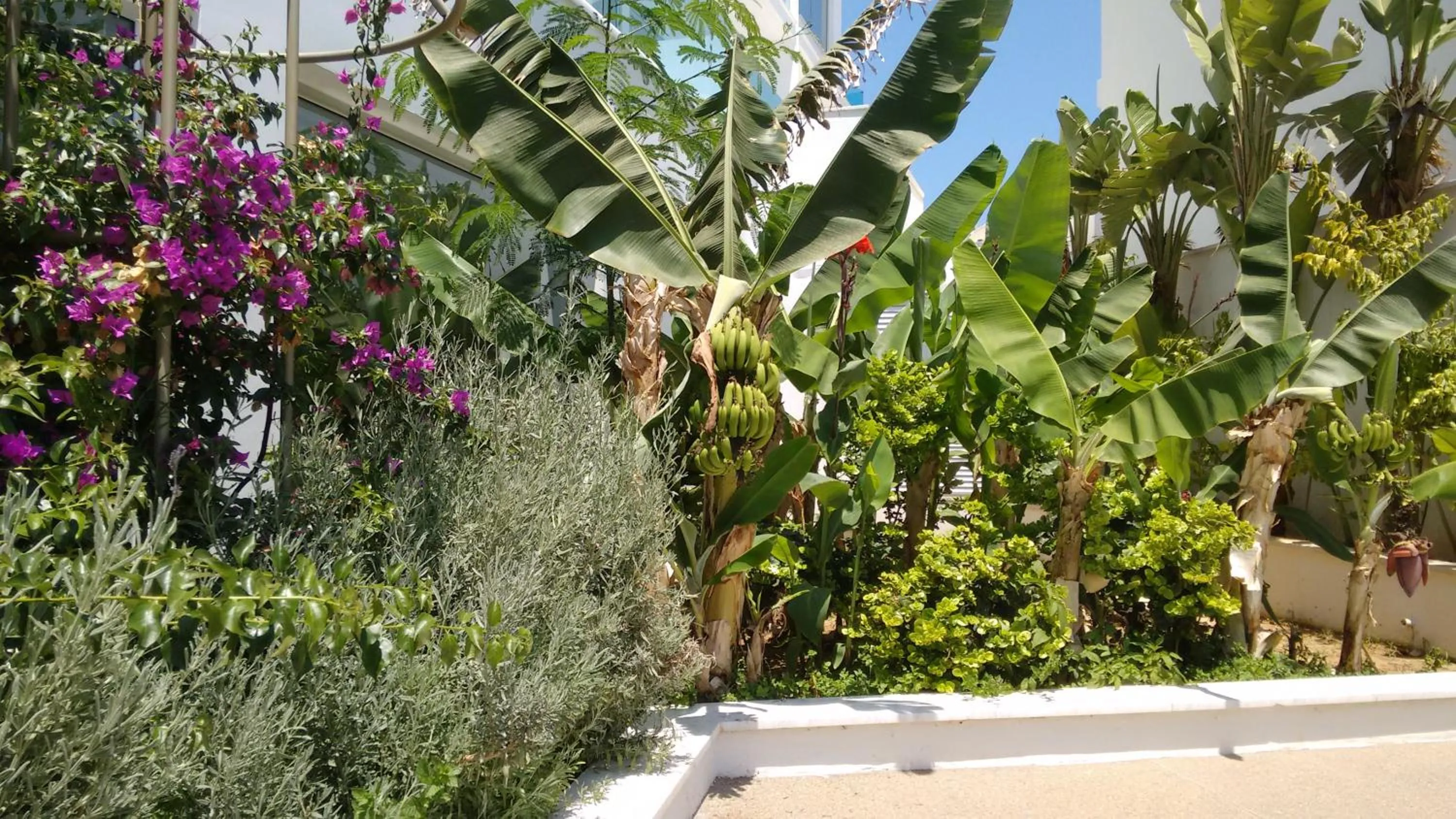 Garden in Vrissaki Beach Hotel