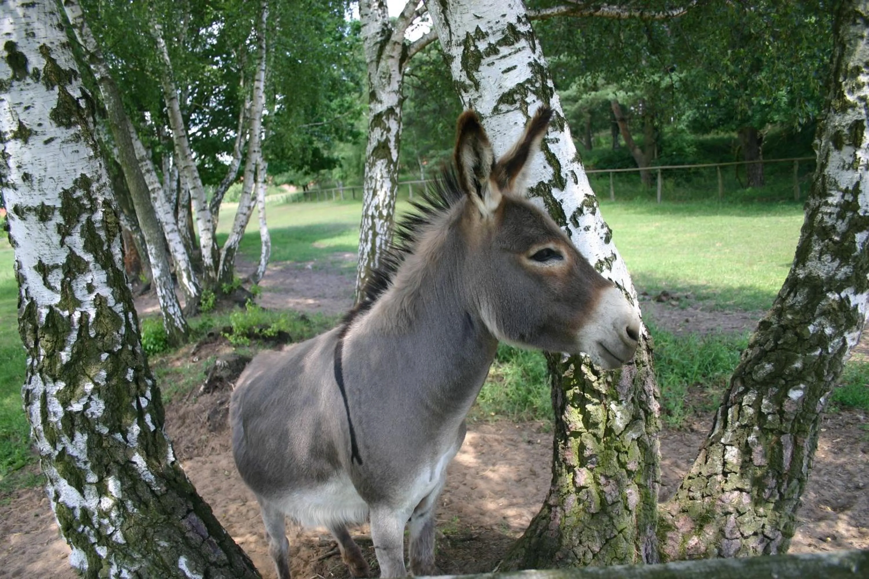 Animals in Kur-& Landhotel Borstel - Treff