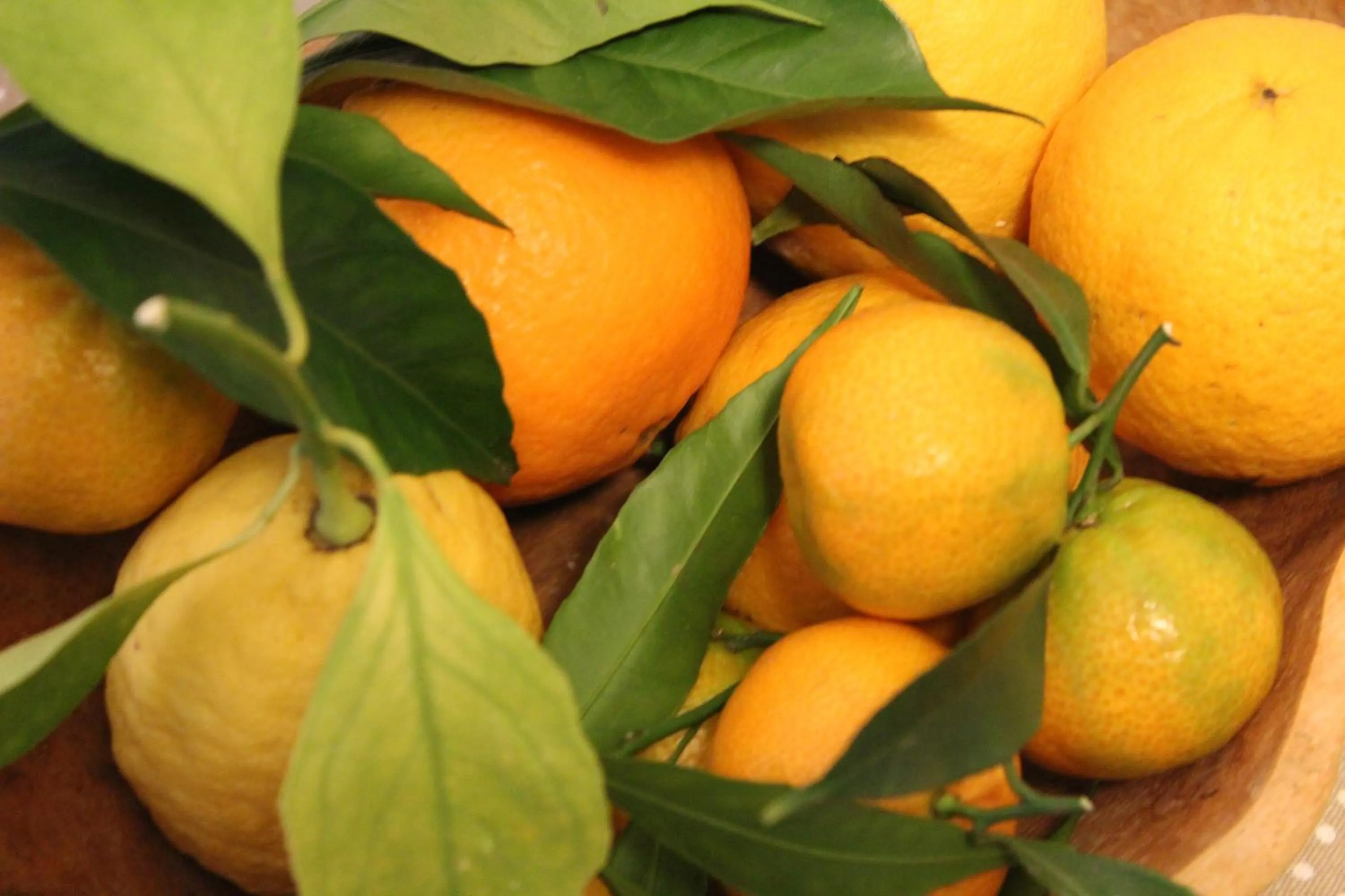 Activities in Villa Apollo B&B