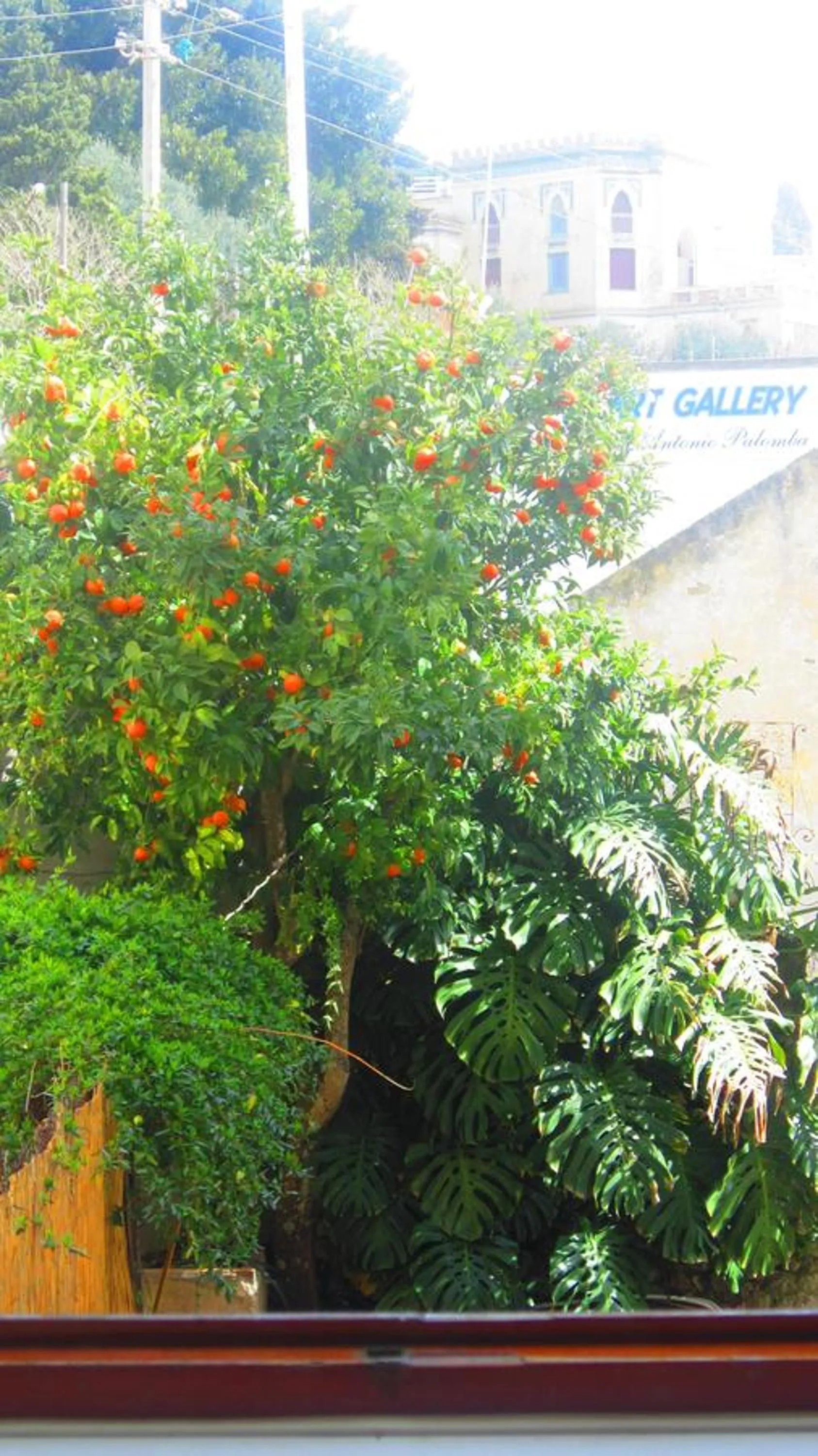 Garden view in Villa Apollo B&B