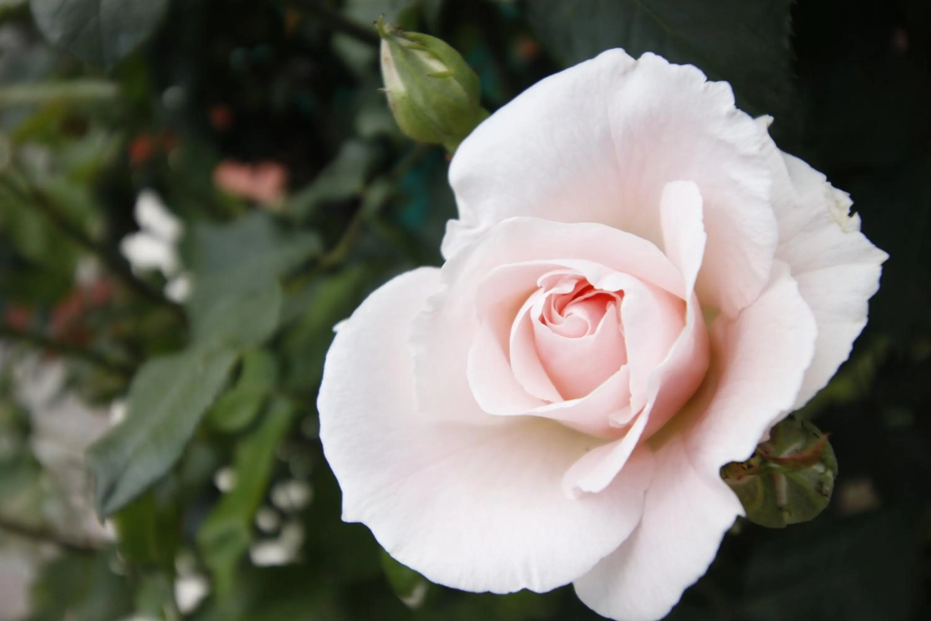 Decorative detail in Vardaan Hotels - PatniTop