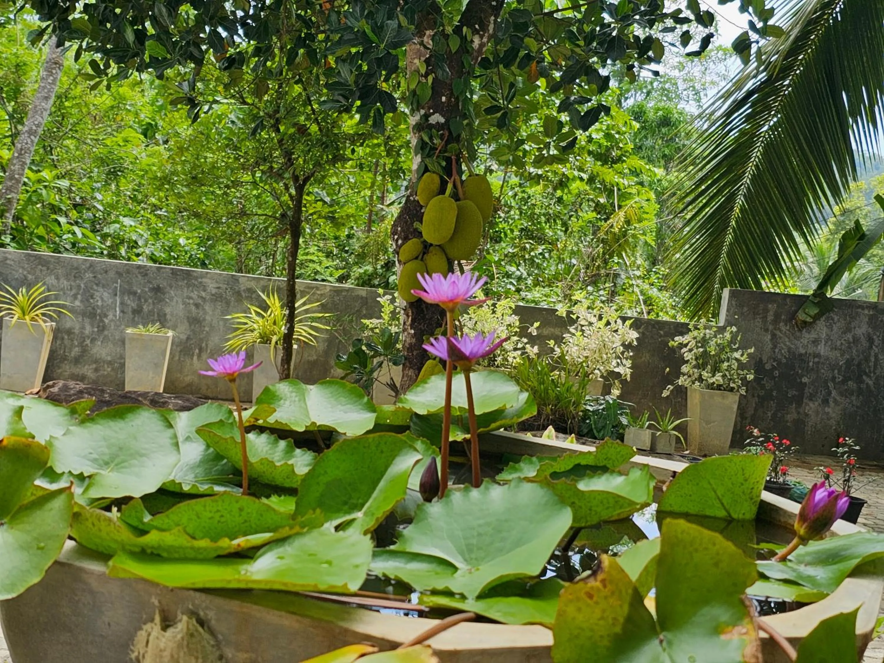 Natural landscape in Ellakanda Nature Villa