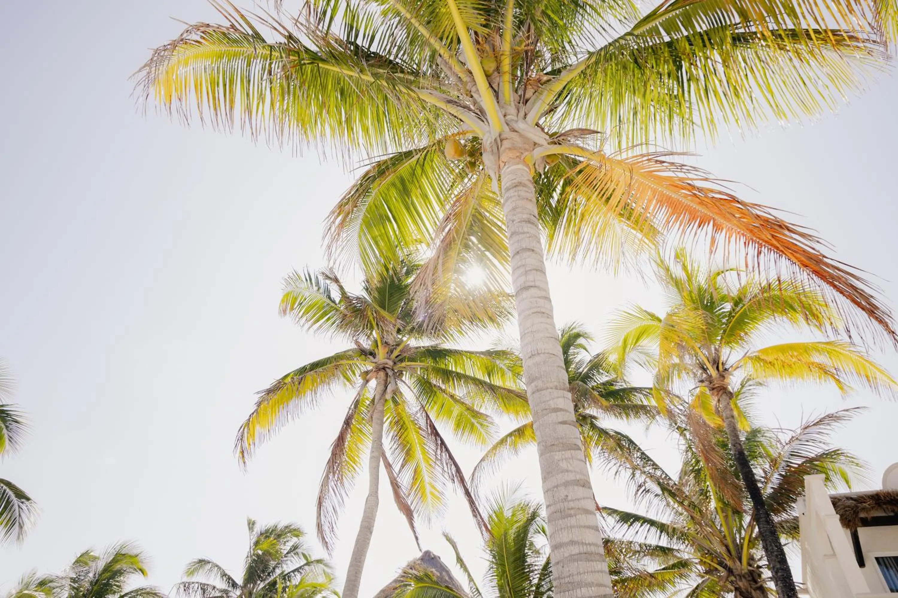 Beach in VR CLUB Tulum Riviera