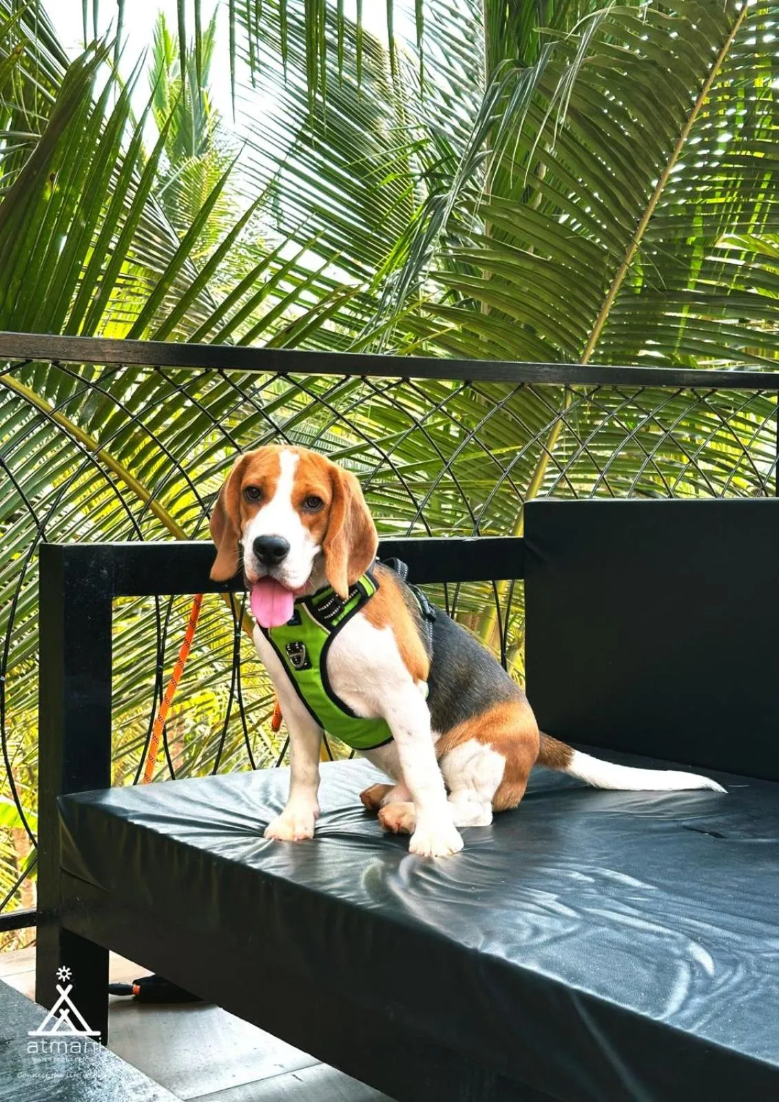 Pets in Atmani waterfront resort