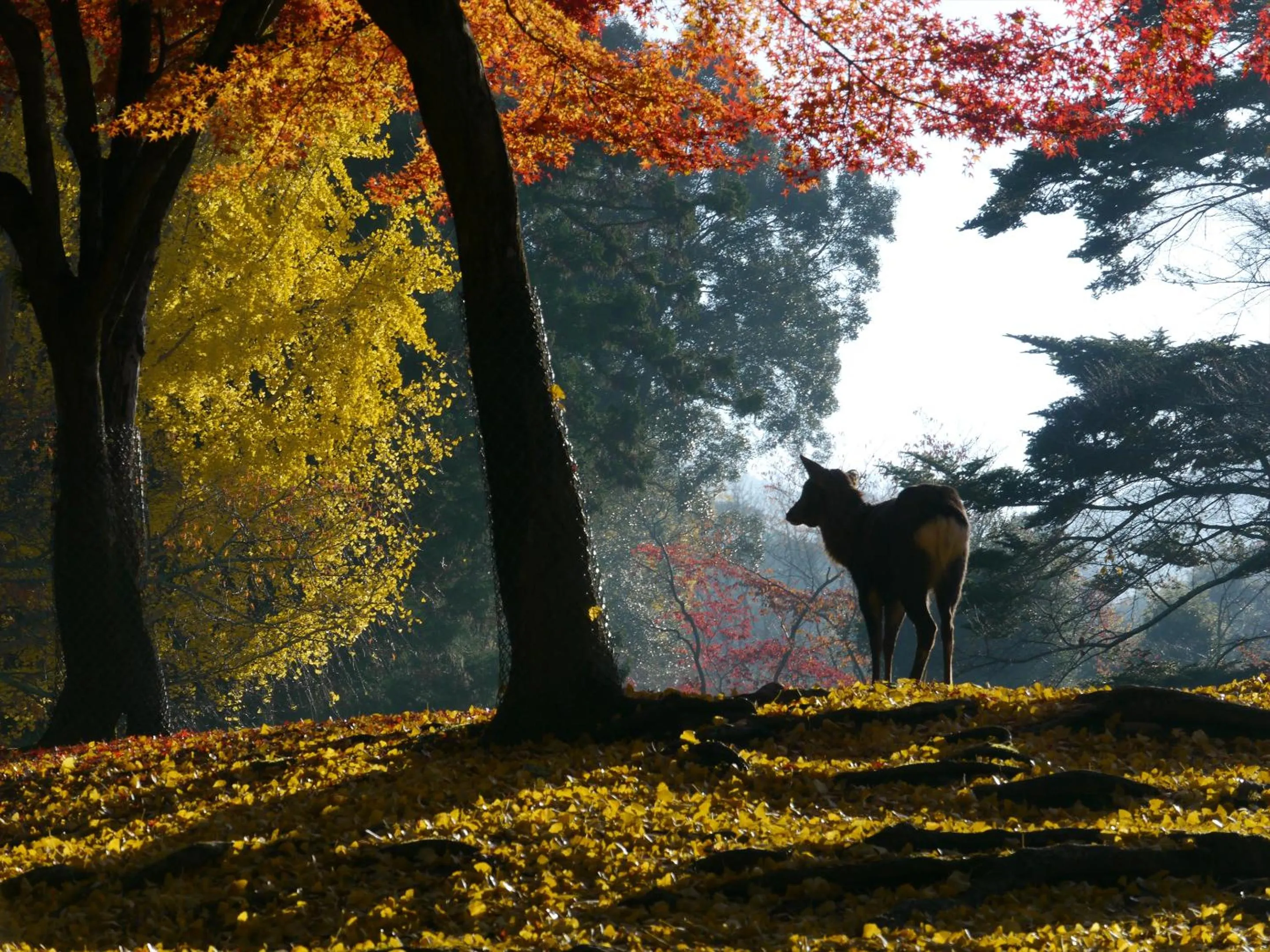 Autumn in Wakasa Annex