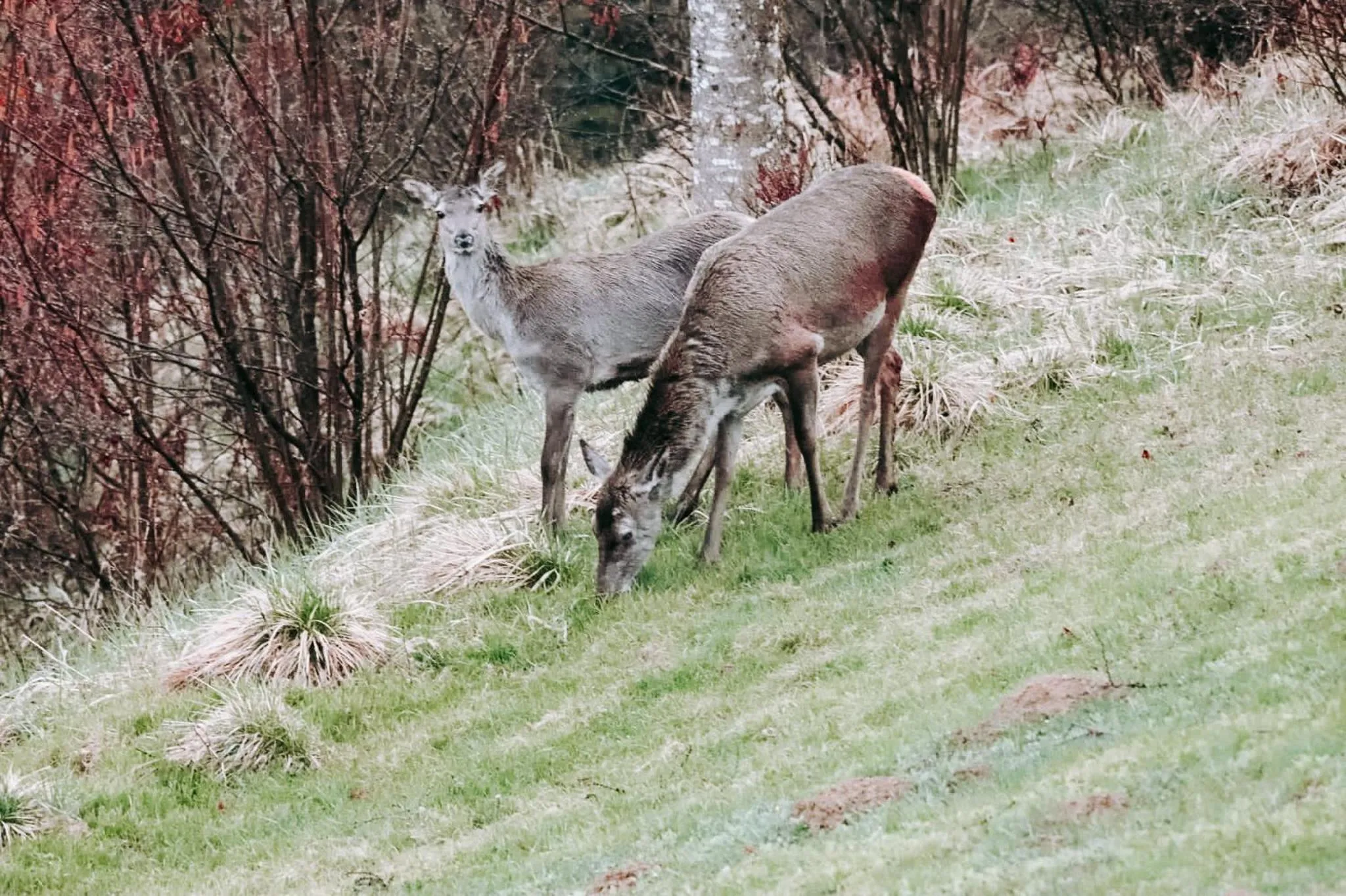 Garden in Pension Gasthof Arriach