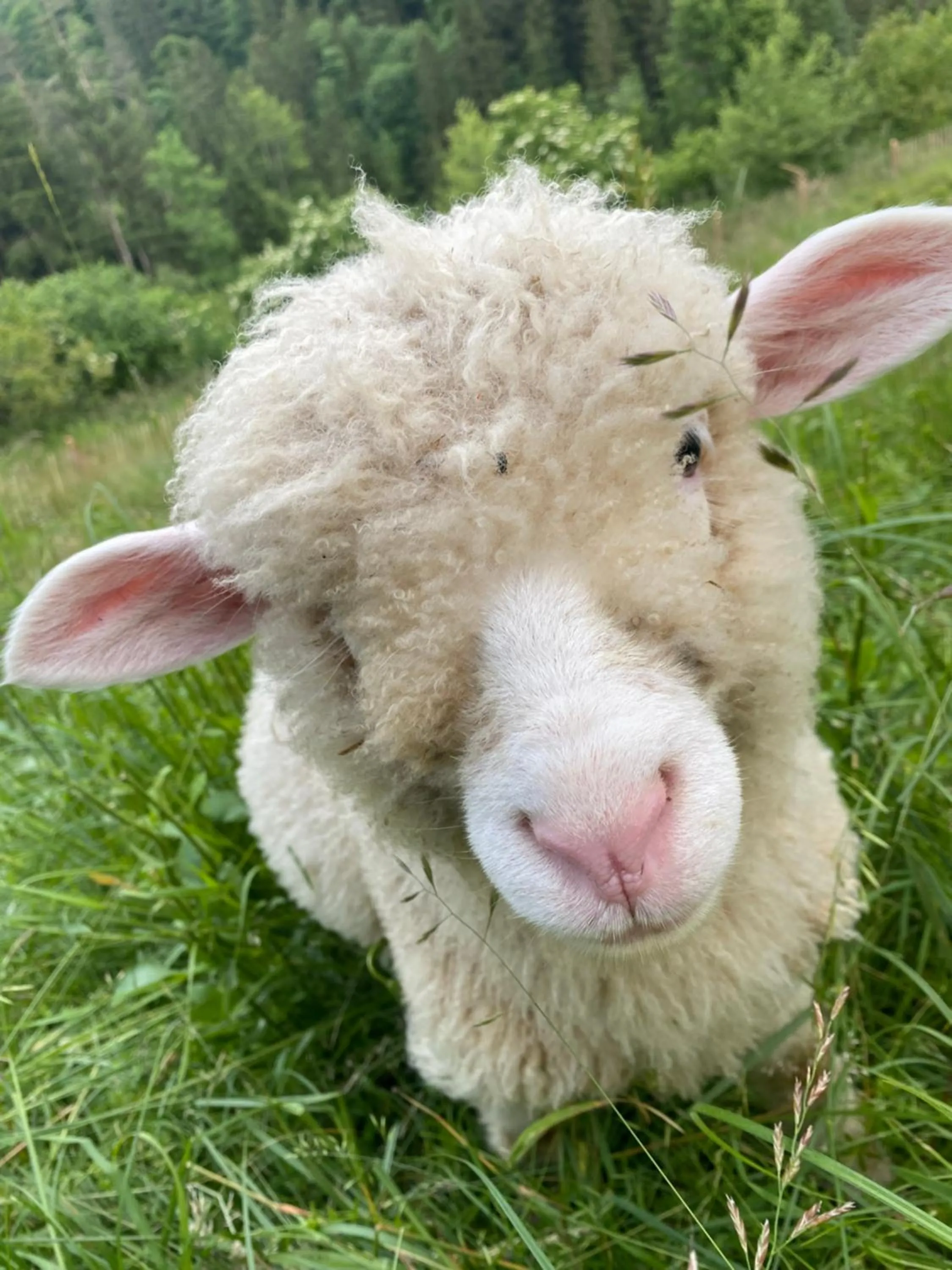 Day in Pension Gasthof Arriach