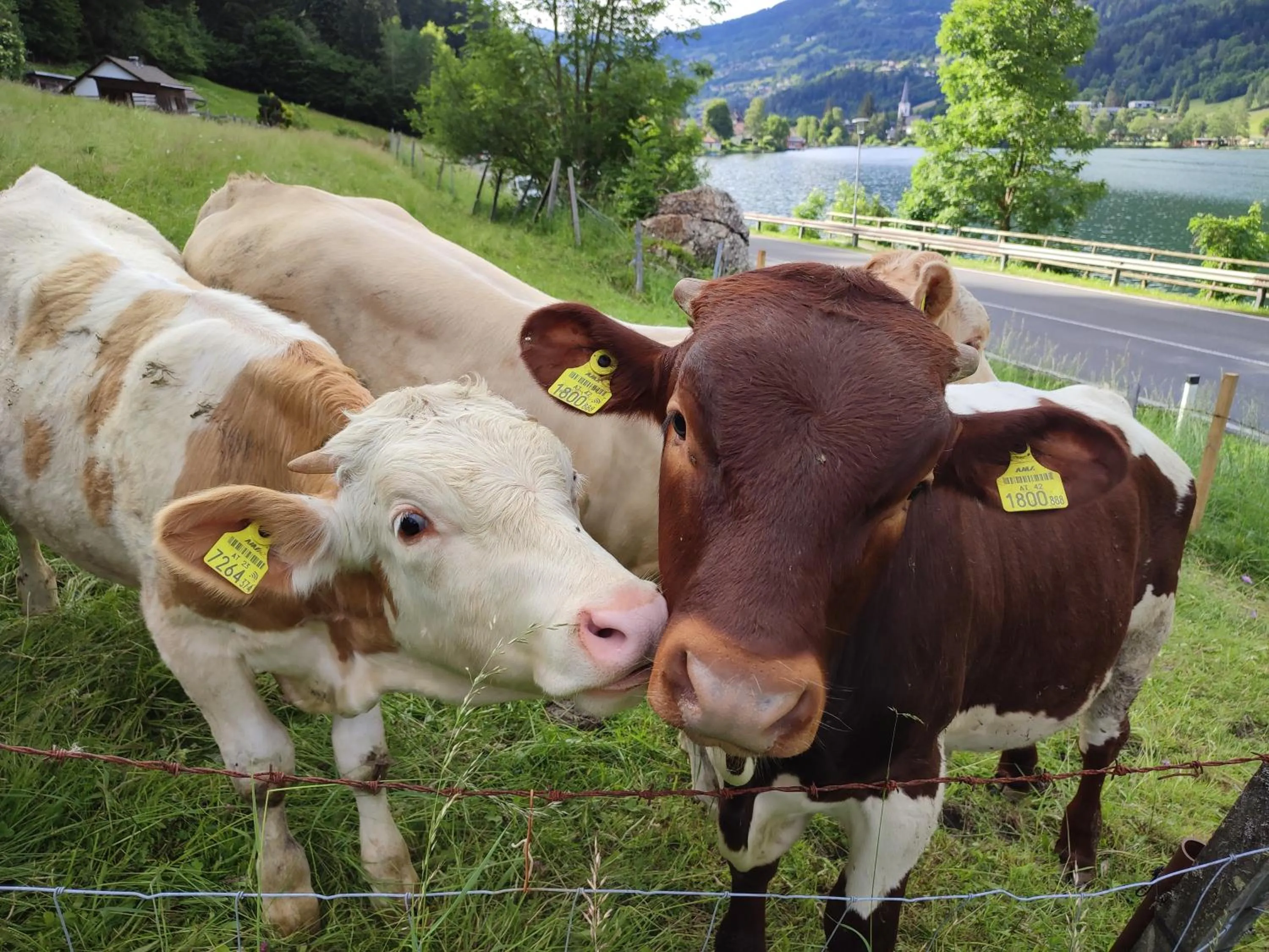 Natural landscape in Pension Gasthof Arriach