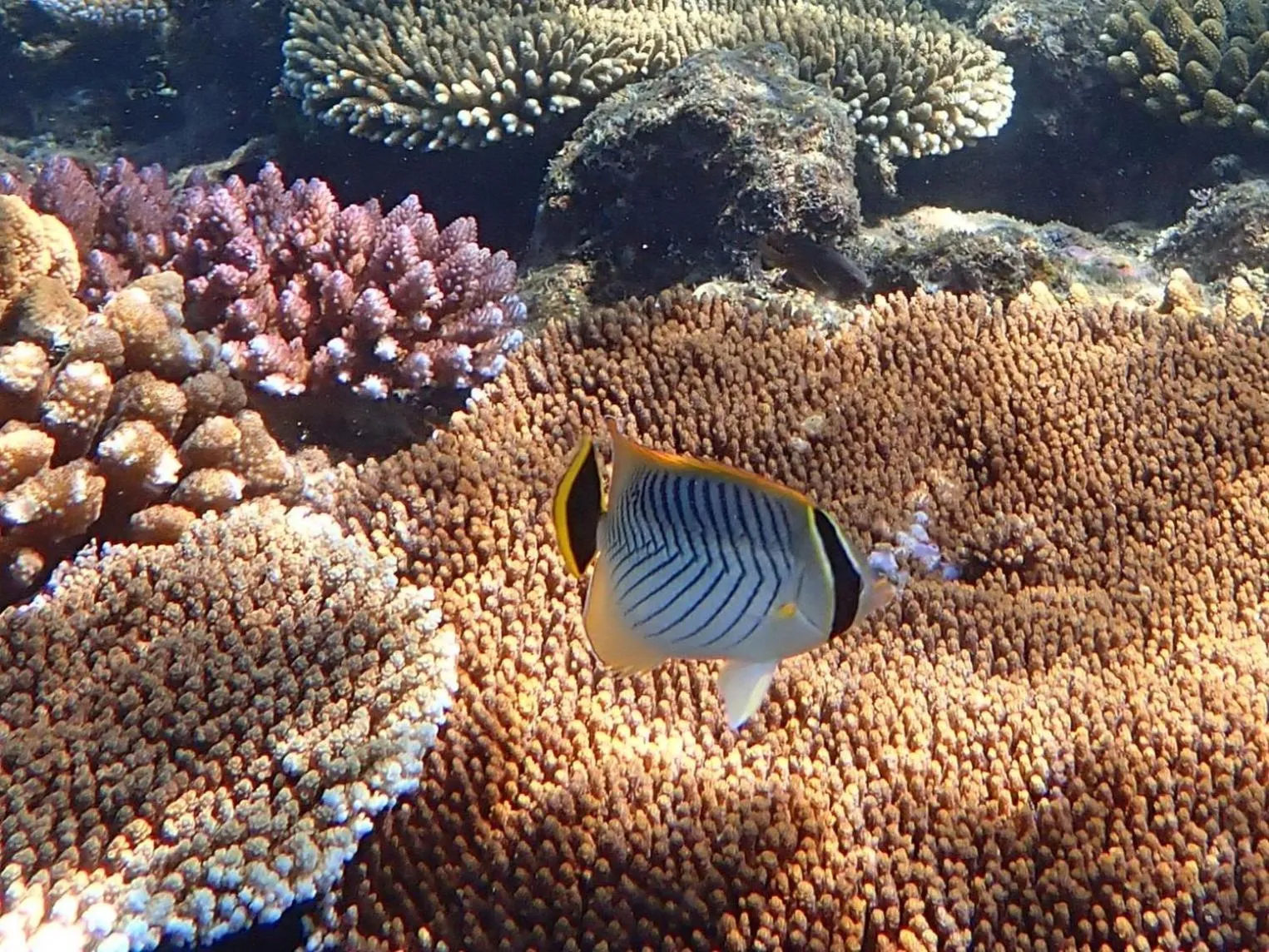 Snorkeling in Waya Island Resort