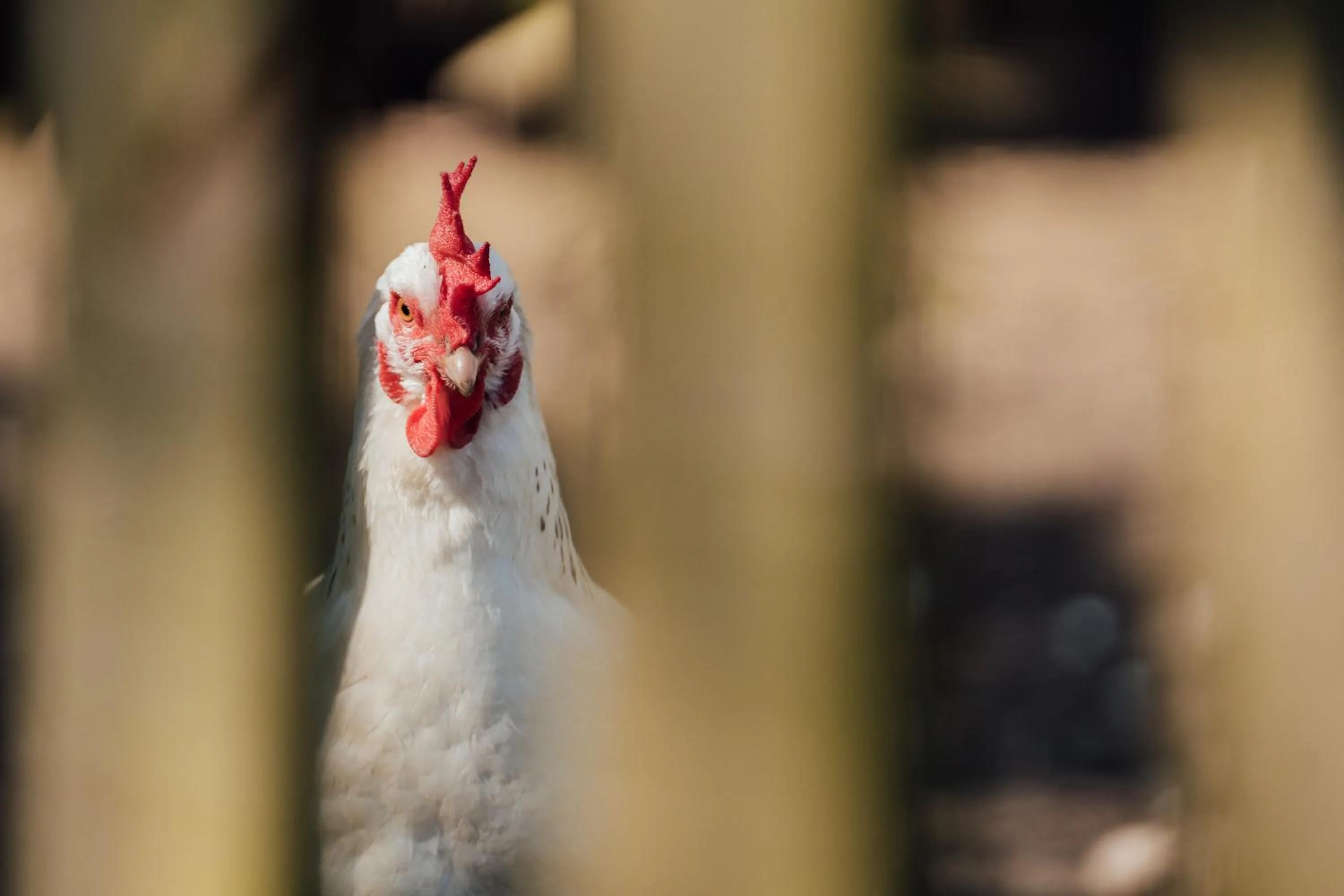 Garden in The Farthings Somerset
