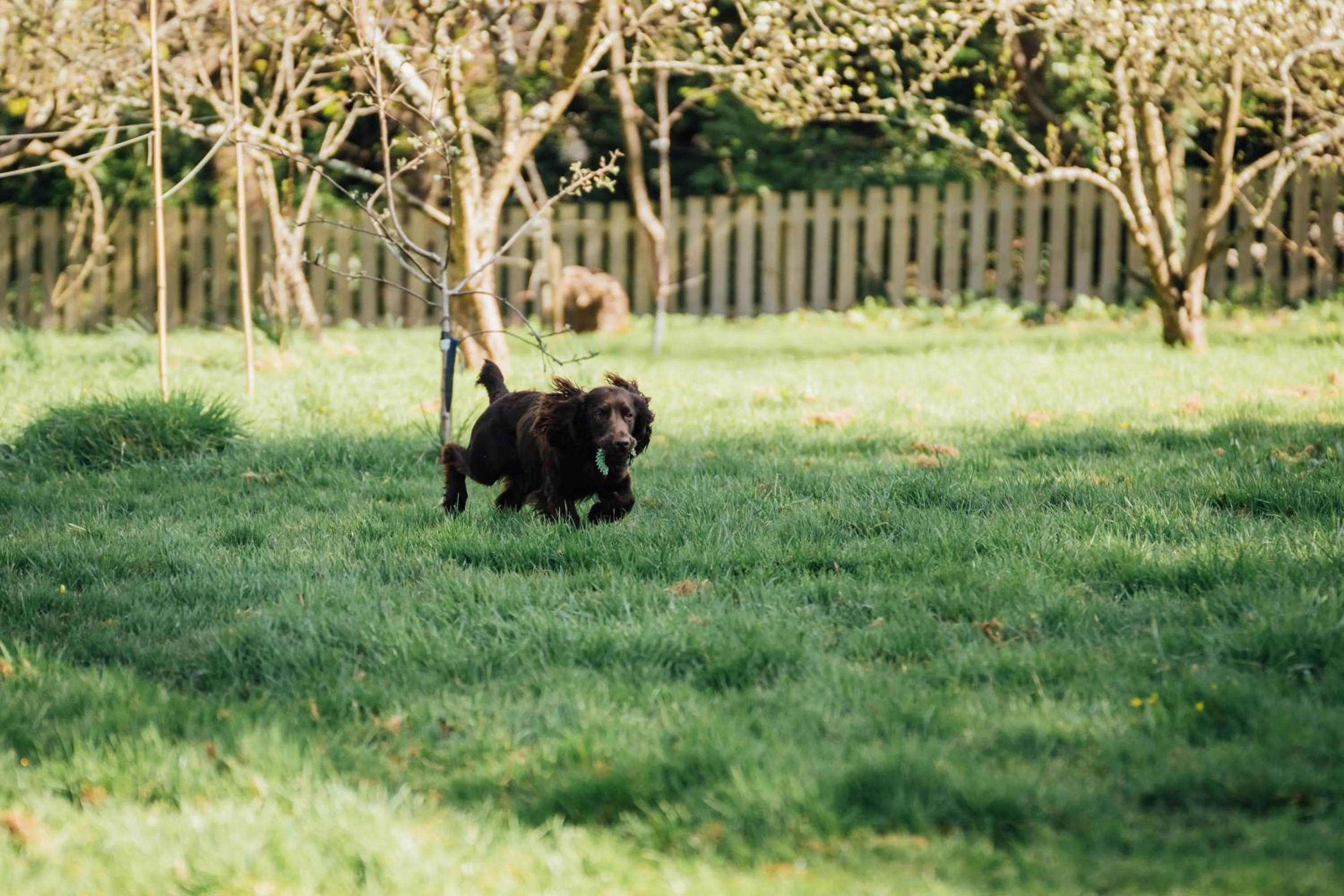 Garden in The Farthings Somerset