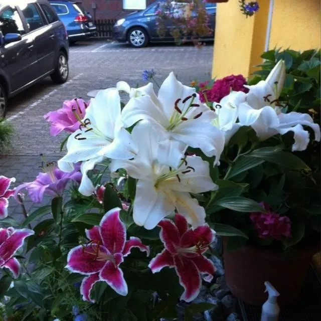 Garden in Hotel Neuses