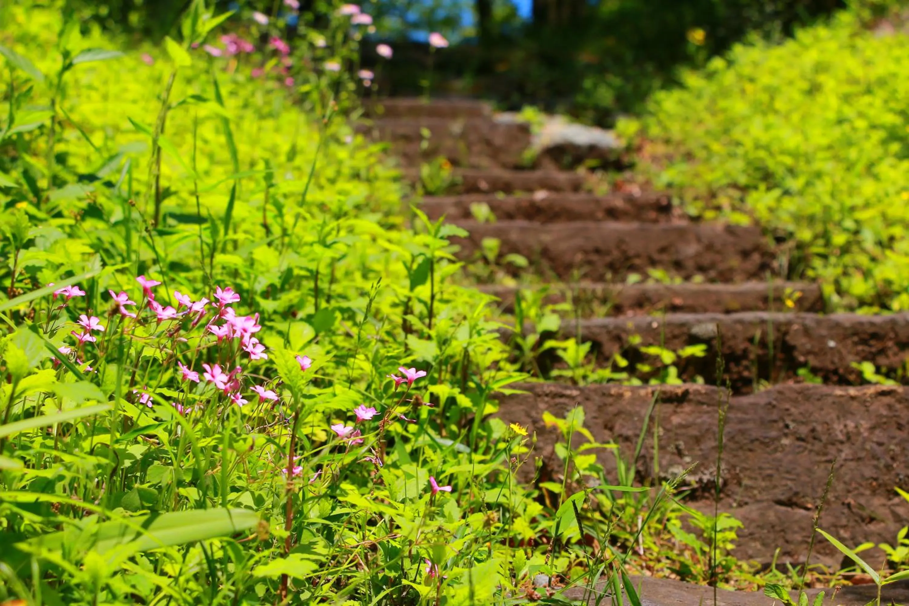 Spring in Auberge Koyama