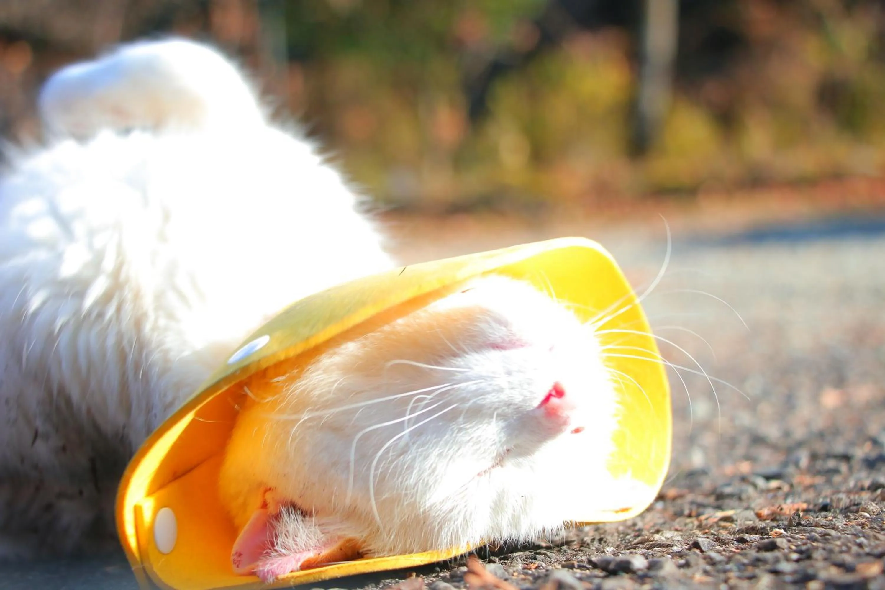 Animals in Auberge Koyama
