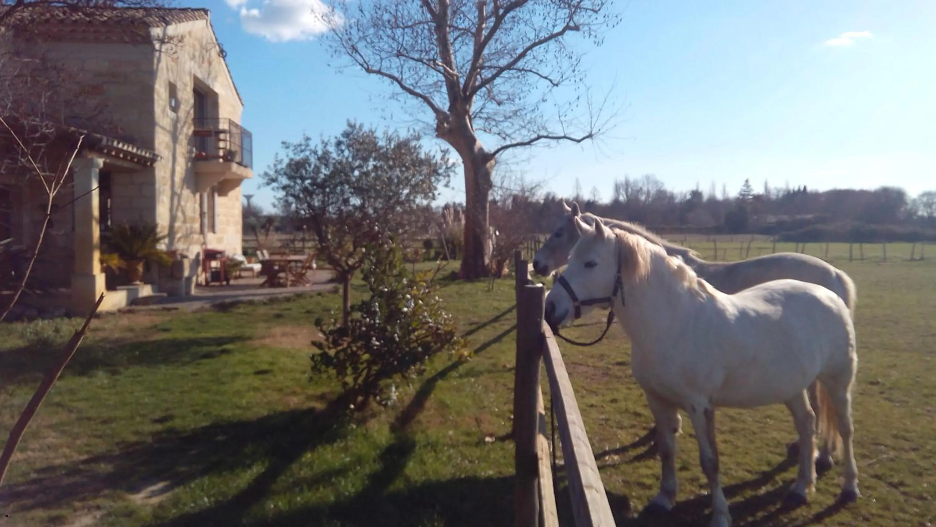 Pets in Le Mazet De Jean