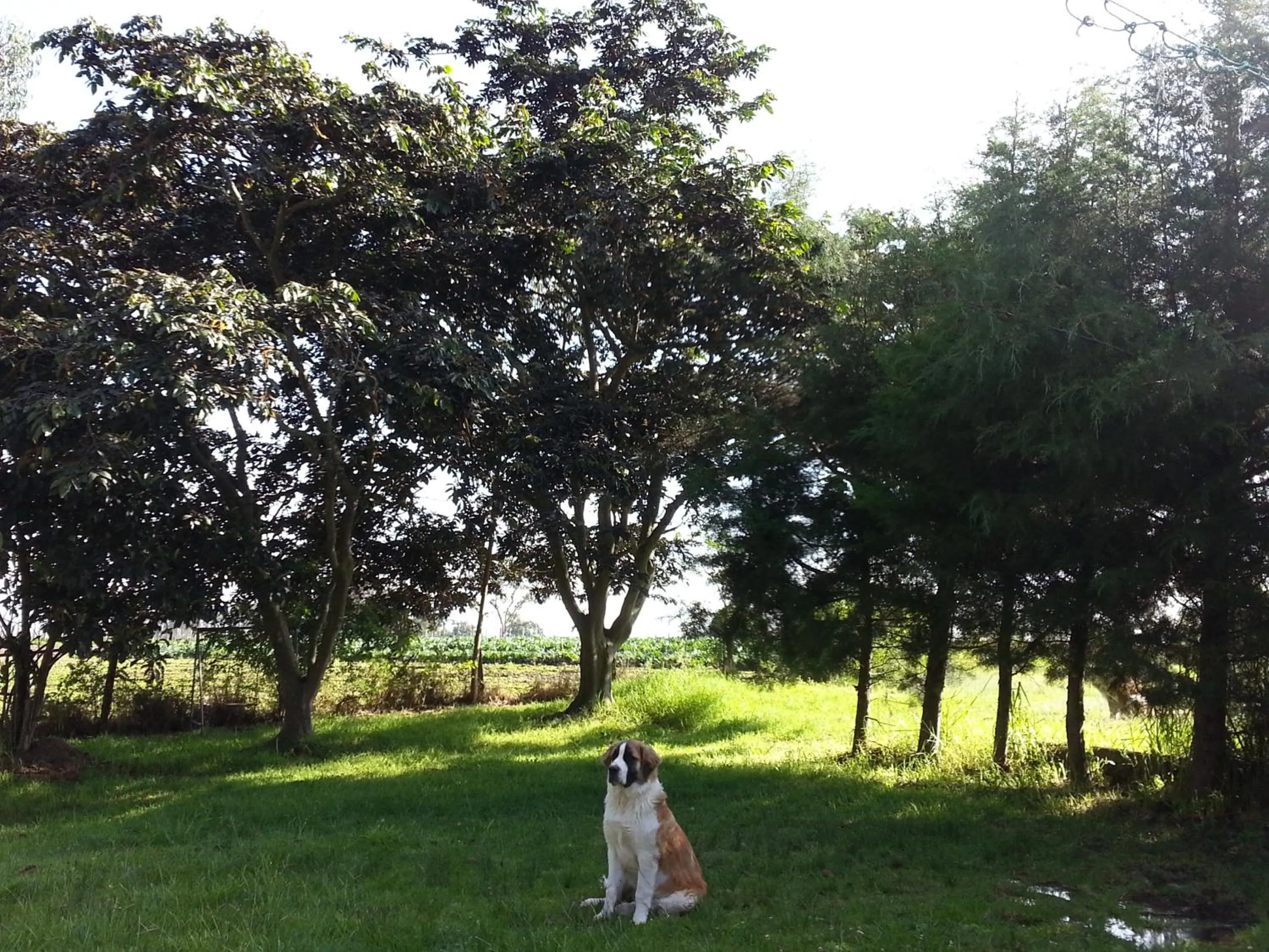 Garden in Hostería Colibri Aeropuerto