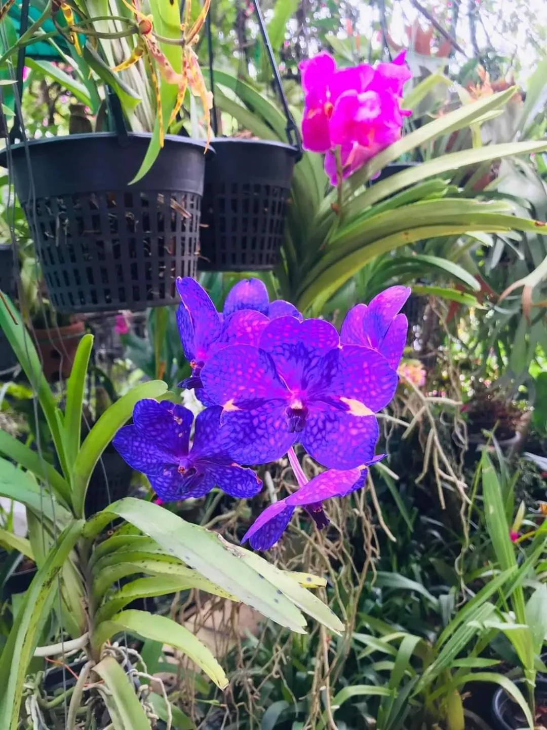 Ella Flower Garden Resort