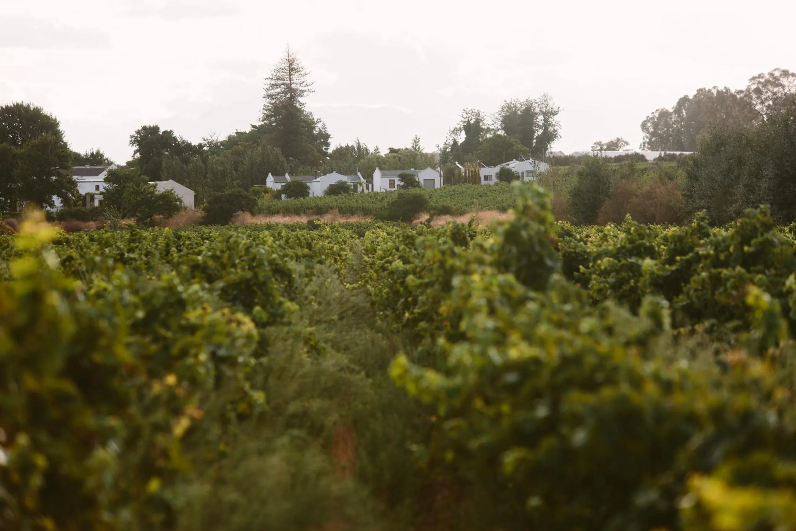 Natural landscape in Leipzig Country House & Winery