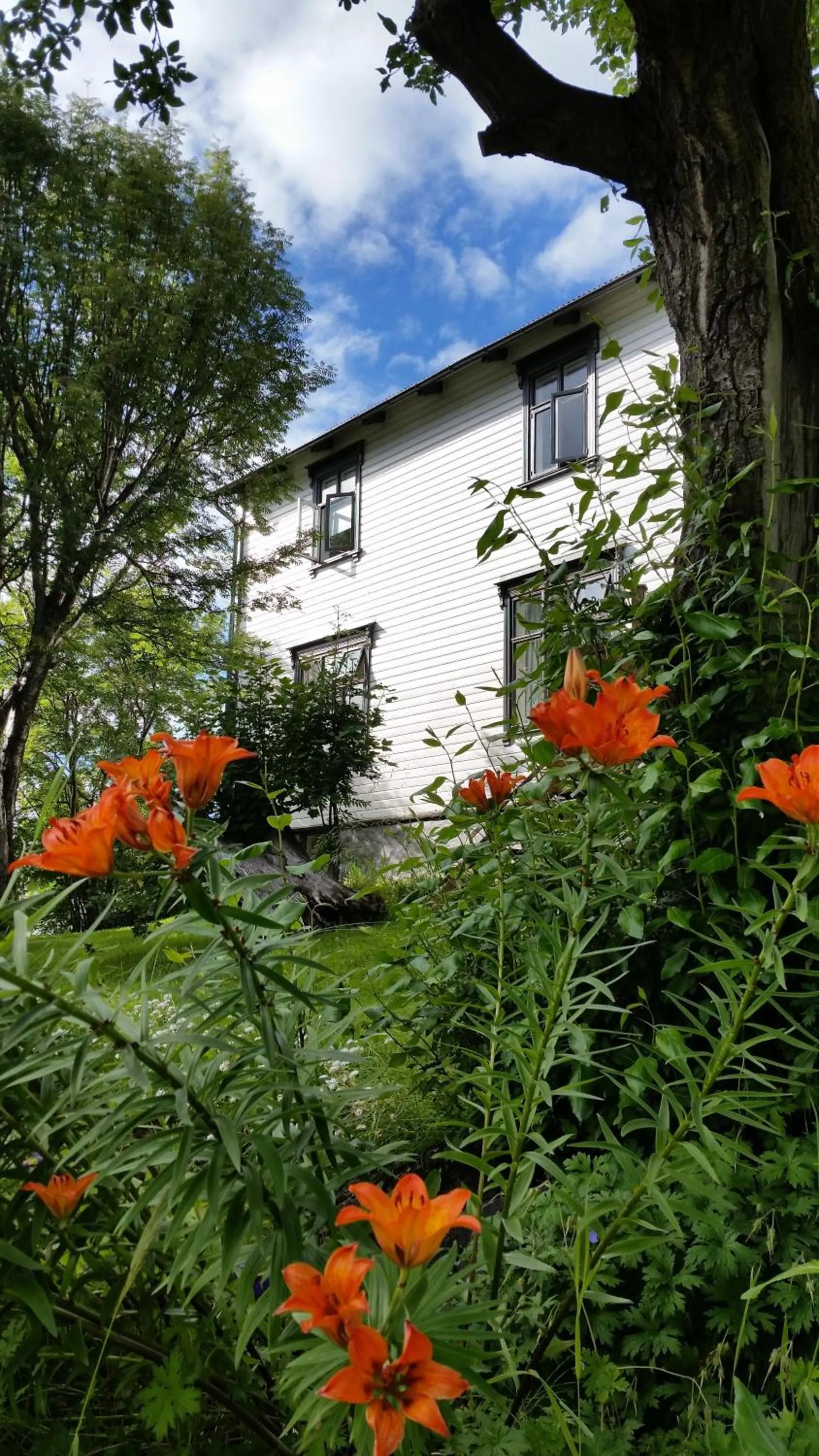 Garden in Árból Guesthouse