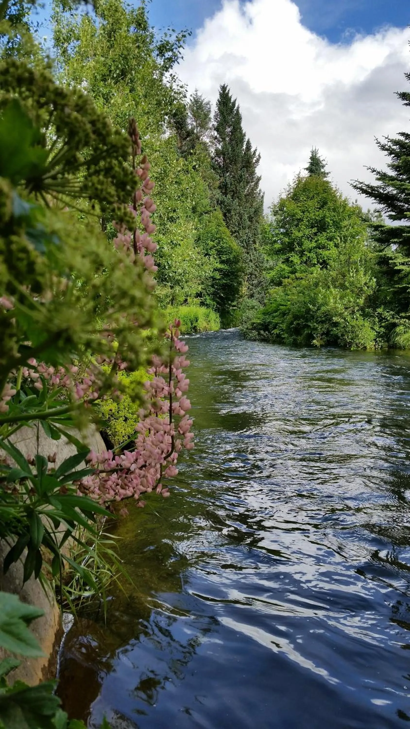 Garden in Árból Guesthouse
