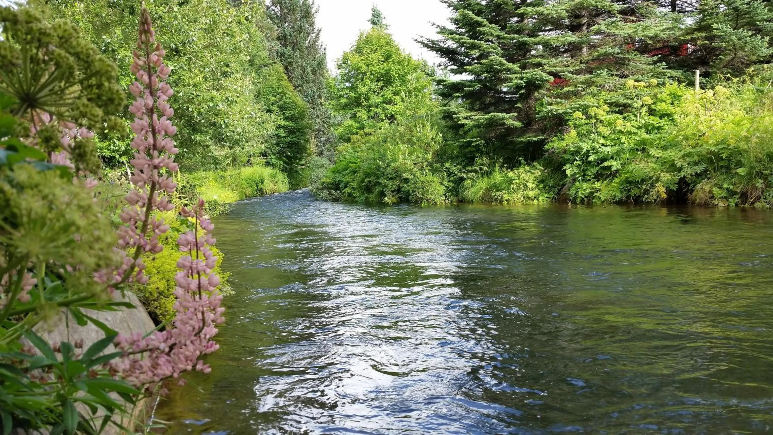 Garden in Árból Guesthouse