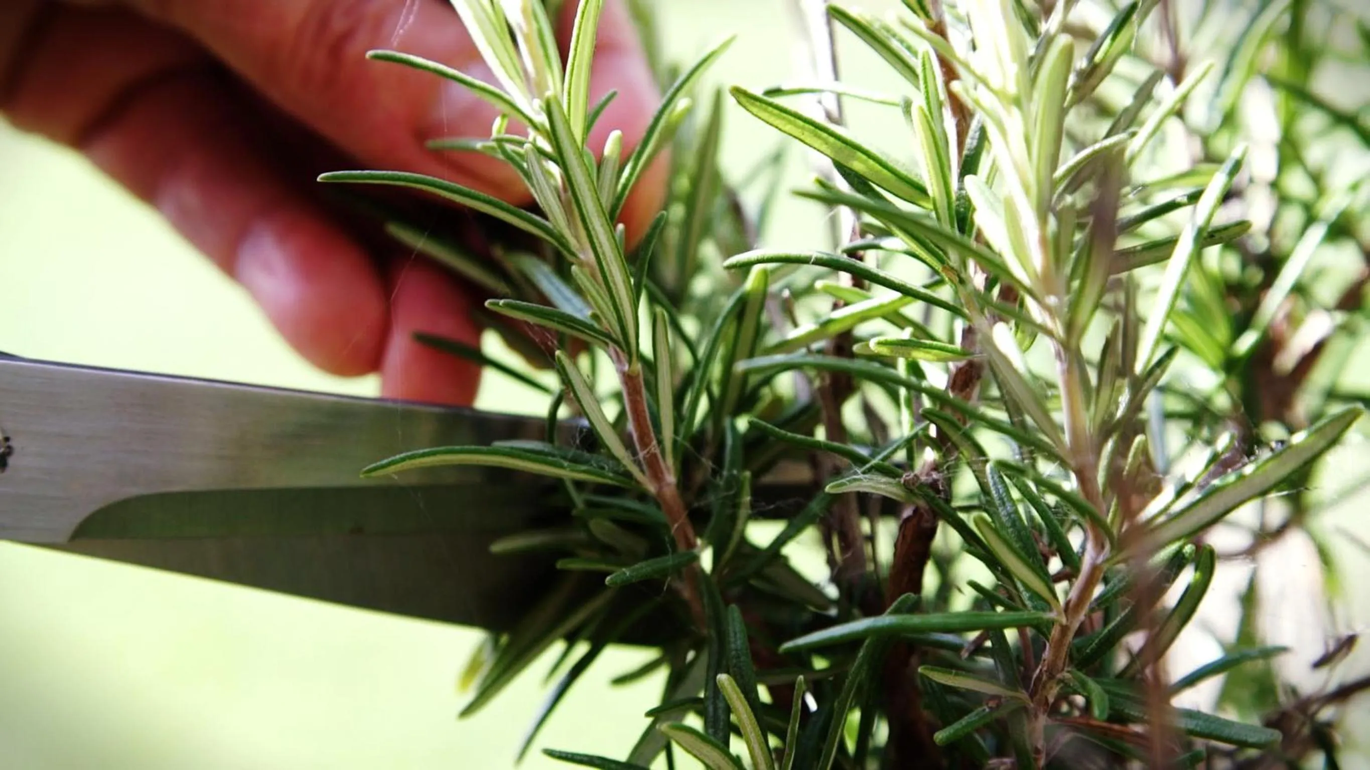 Food close-up in Gut Hügle Erlebnishof