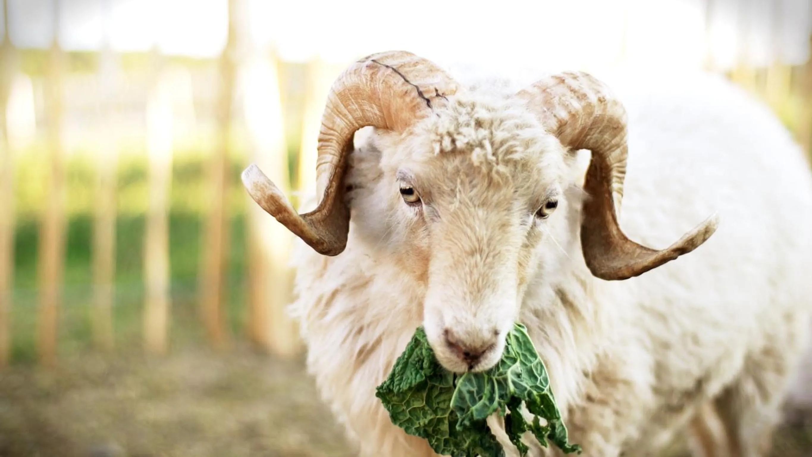 Animals in Gut Hügle Erlebnishof