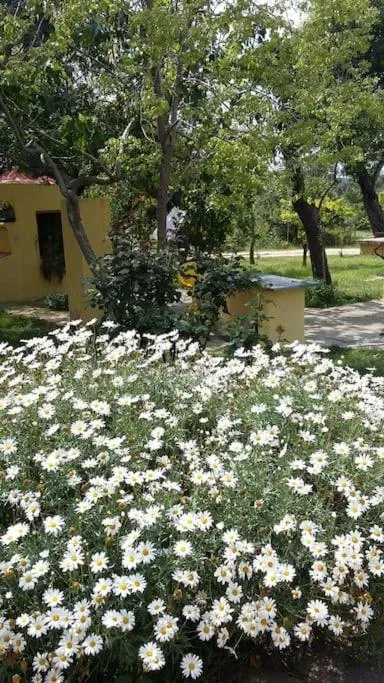 Garden in casa di campagna dal pozzo