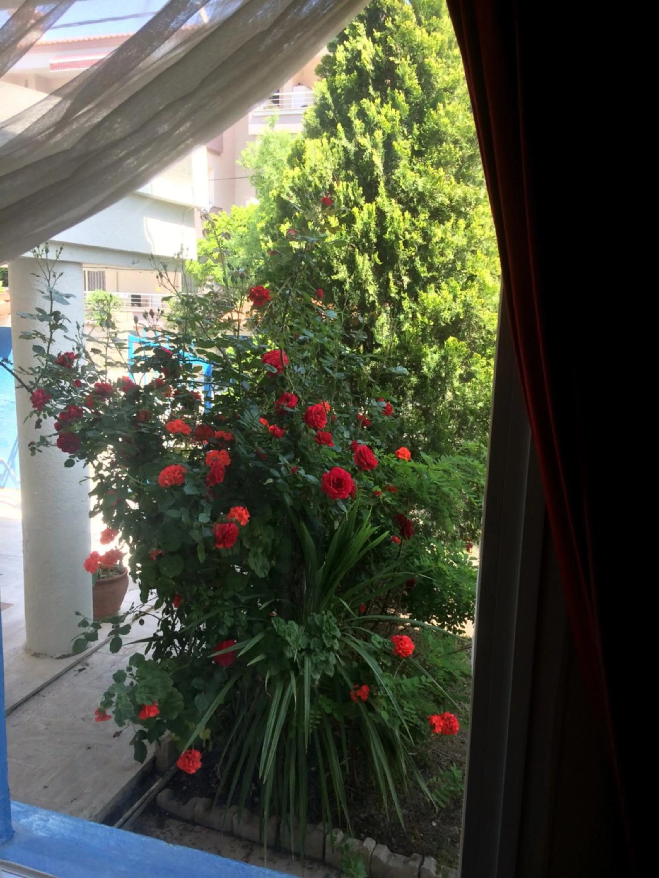Garden view in Marigold Otel