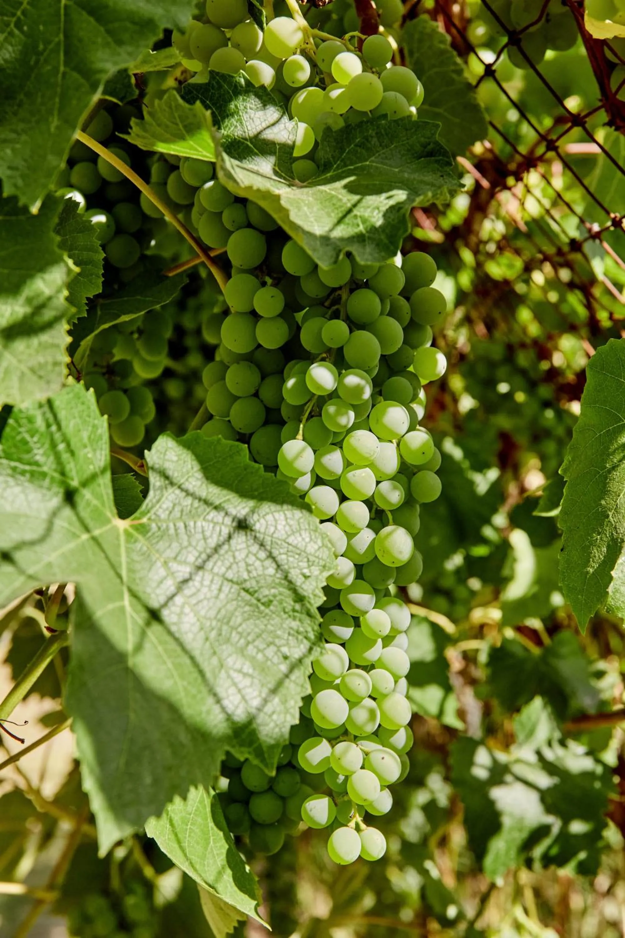 Day in Mine and Farm, The Inn at Guerneville, CA