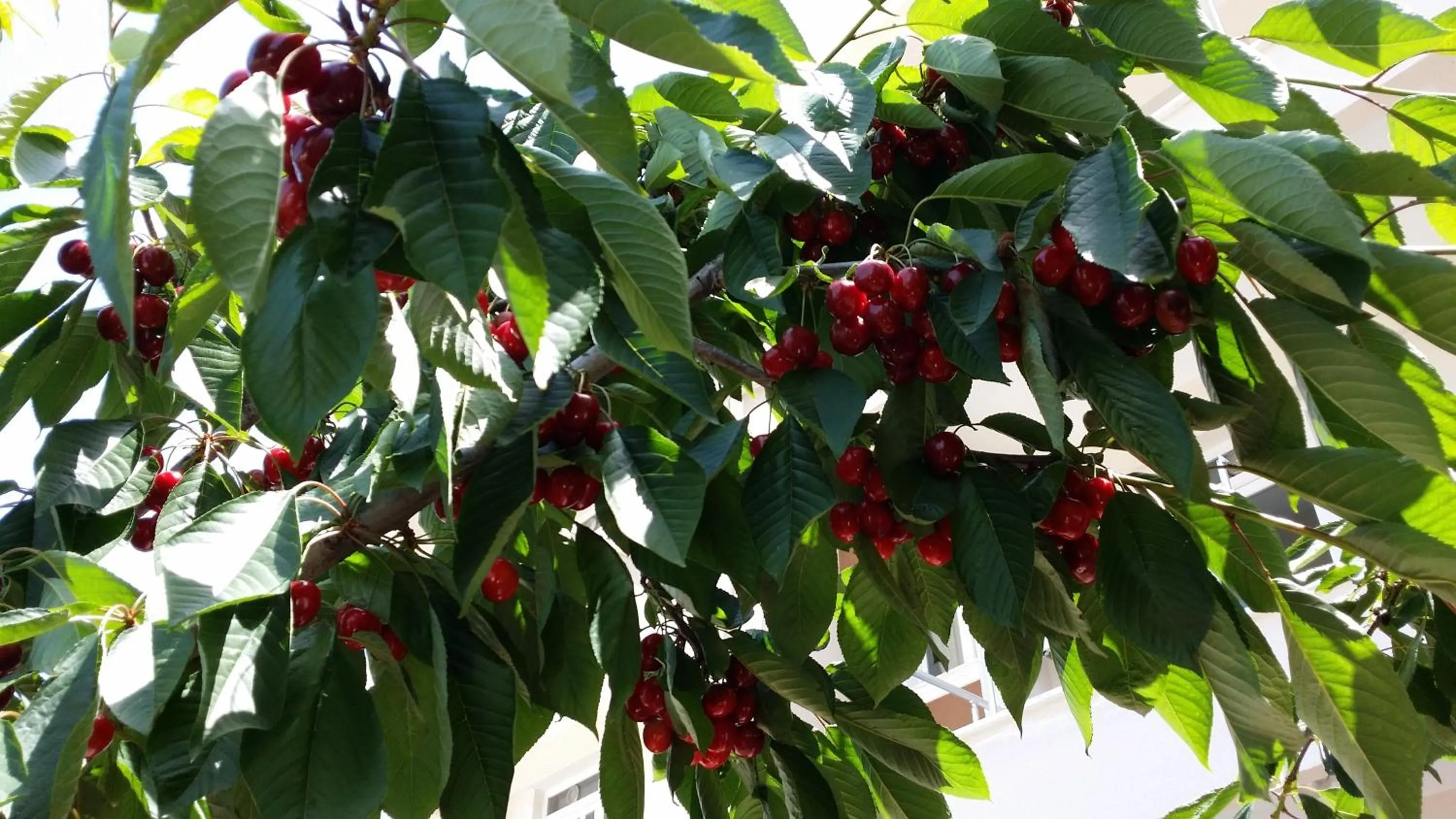 Other in Karaagac Green Edirne