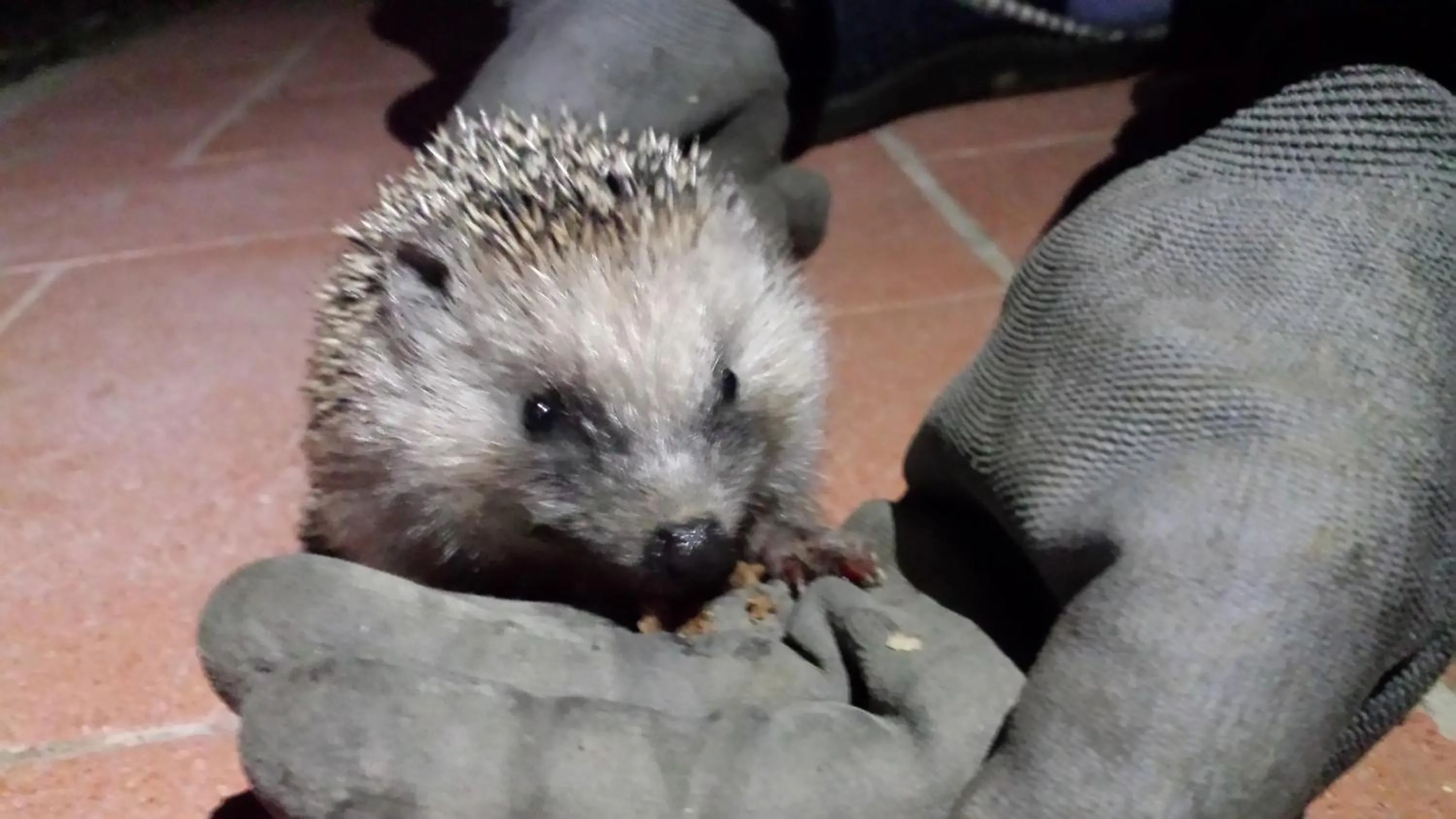 Animals in Agriturismo Il Poggiarello