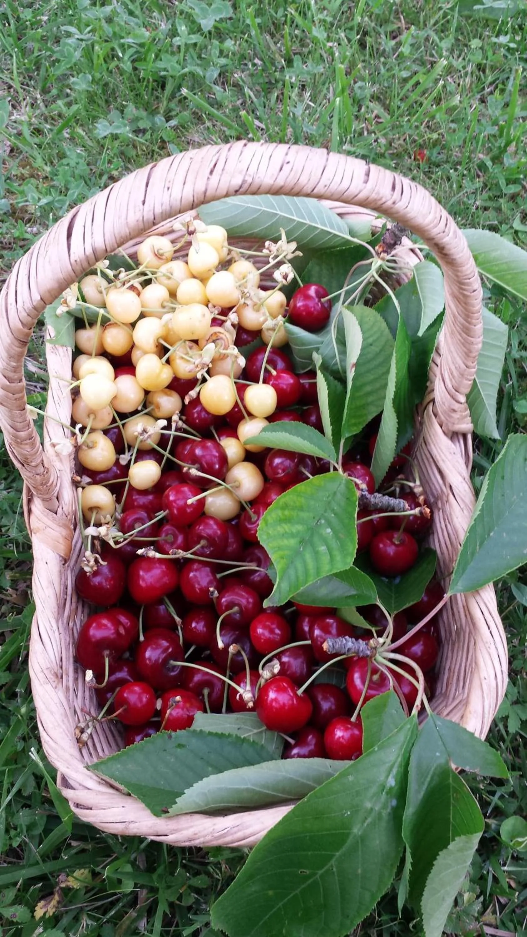 Food close-up in Agriturismo Il Poggiarello