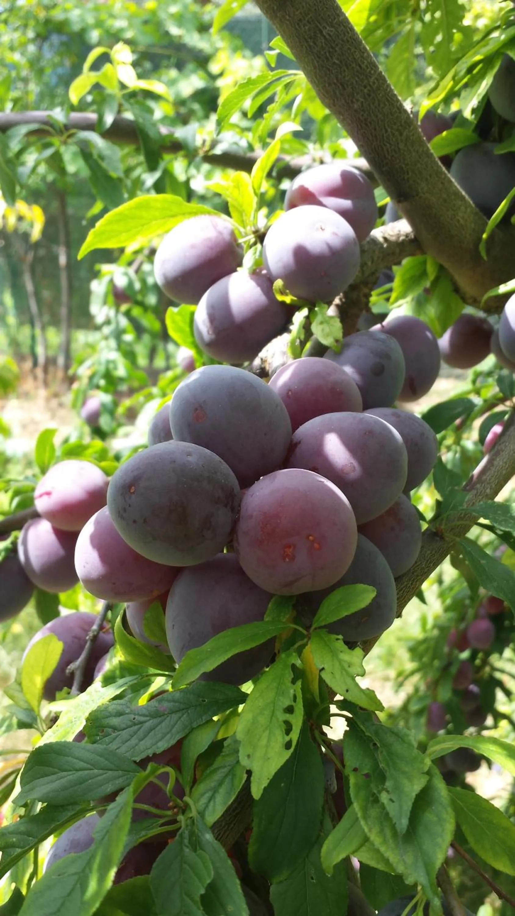 Food close-up in Agriturismo Il Poggiarello