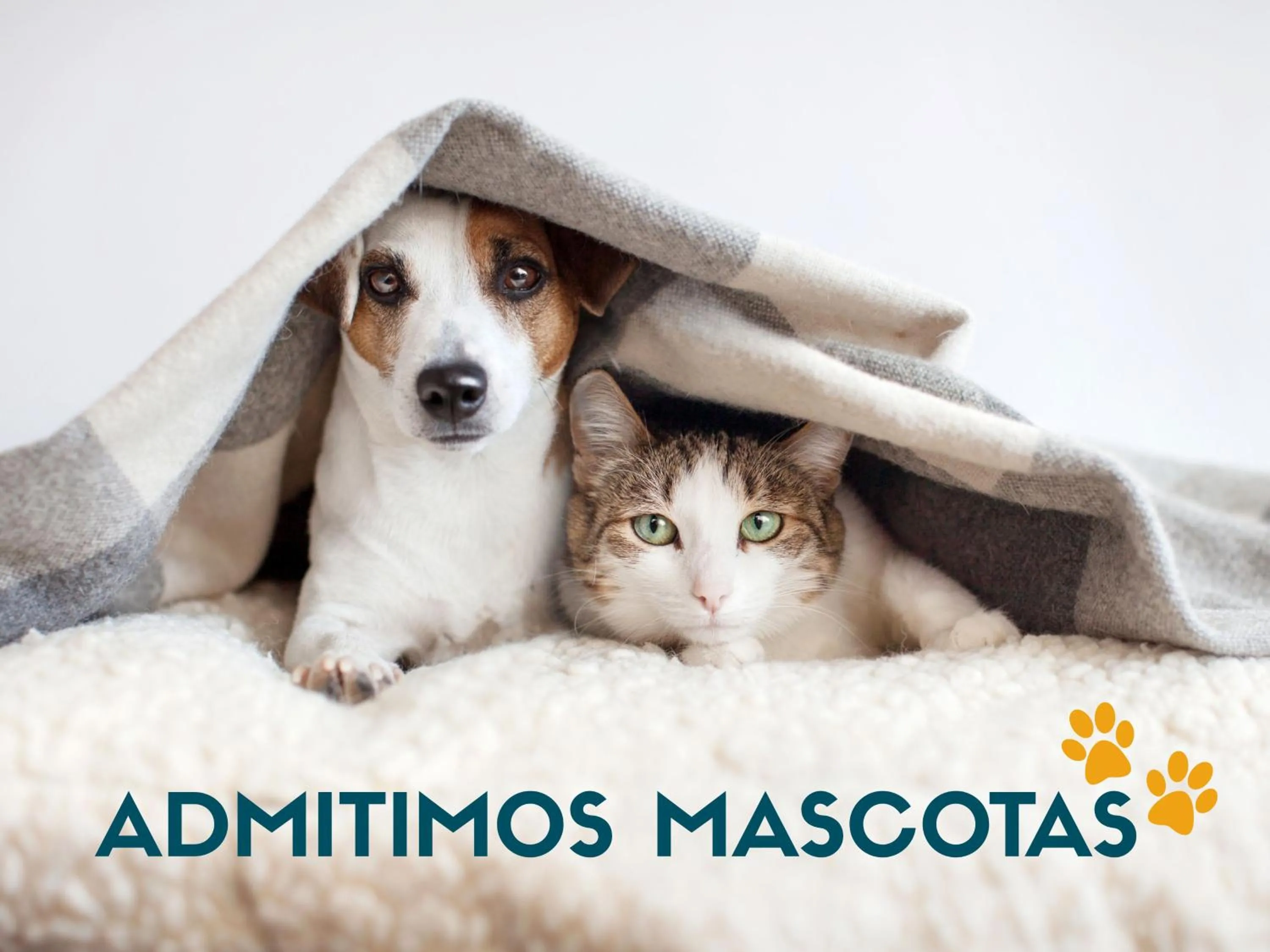 Pets in Apartamentos Escarrilla Suites 3000