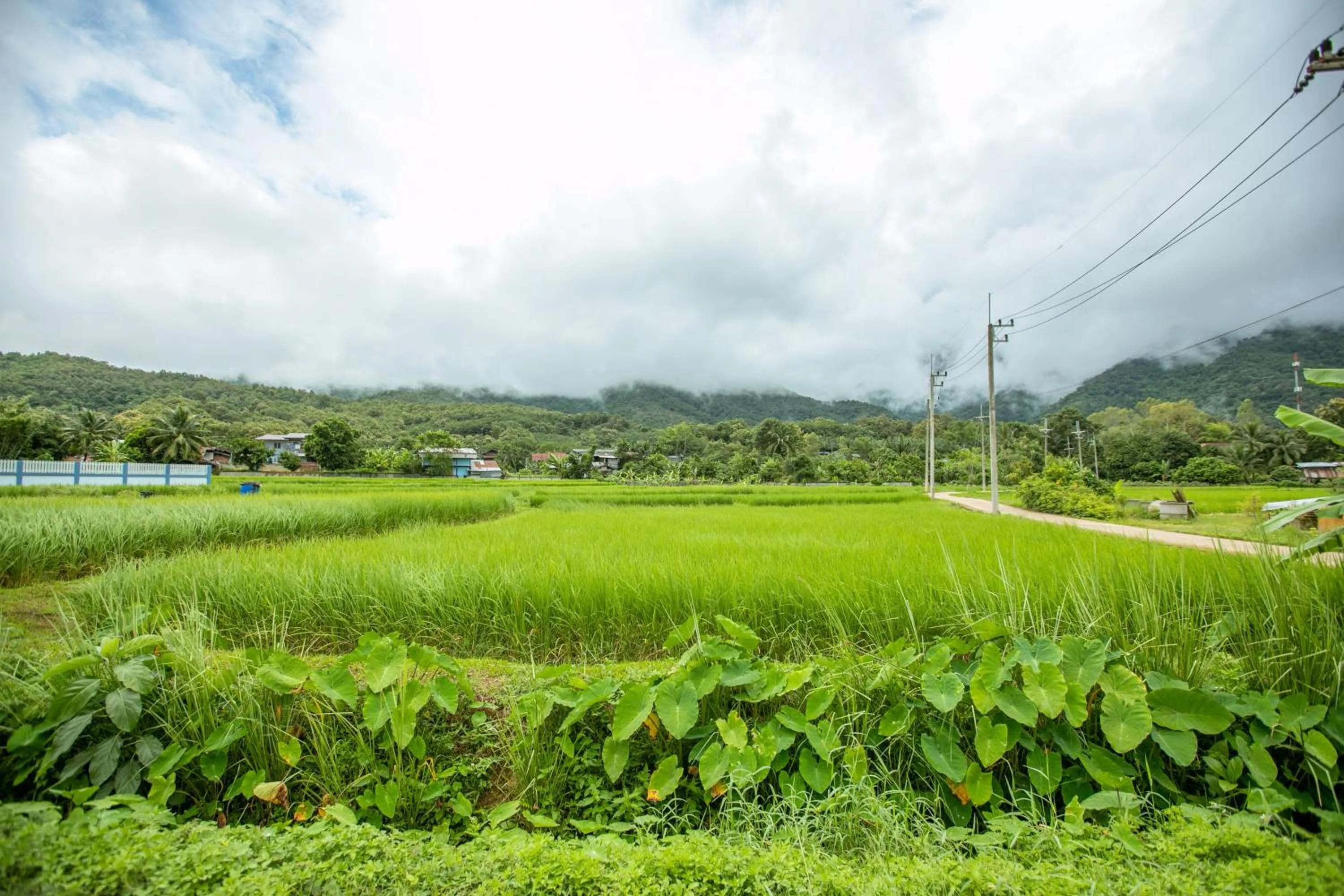Garden in Saksila Resort
