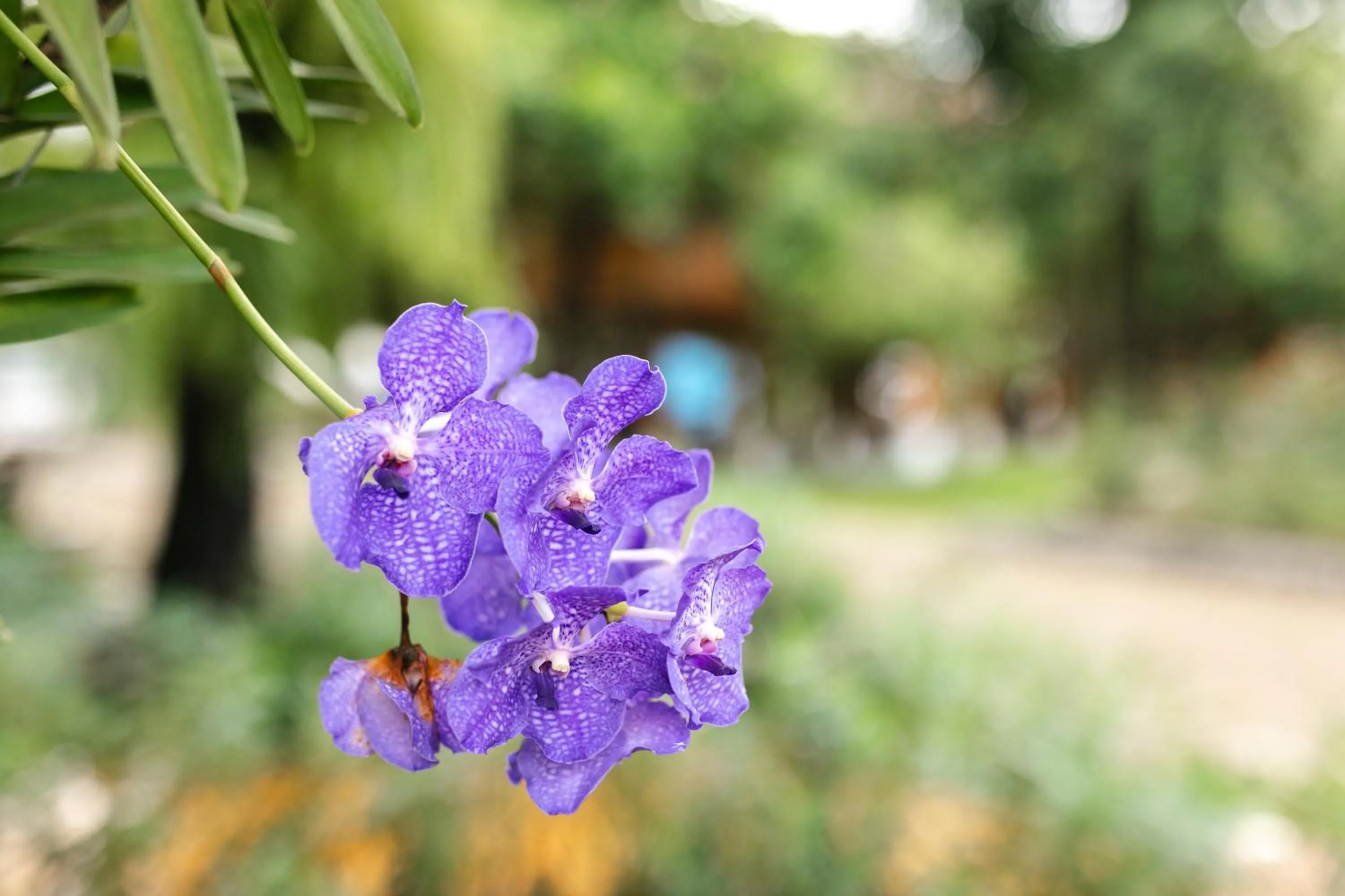 Garden in Saksila Resort