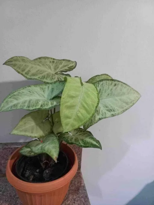 6F Balcony View Studio Mesatierra Garden Residences