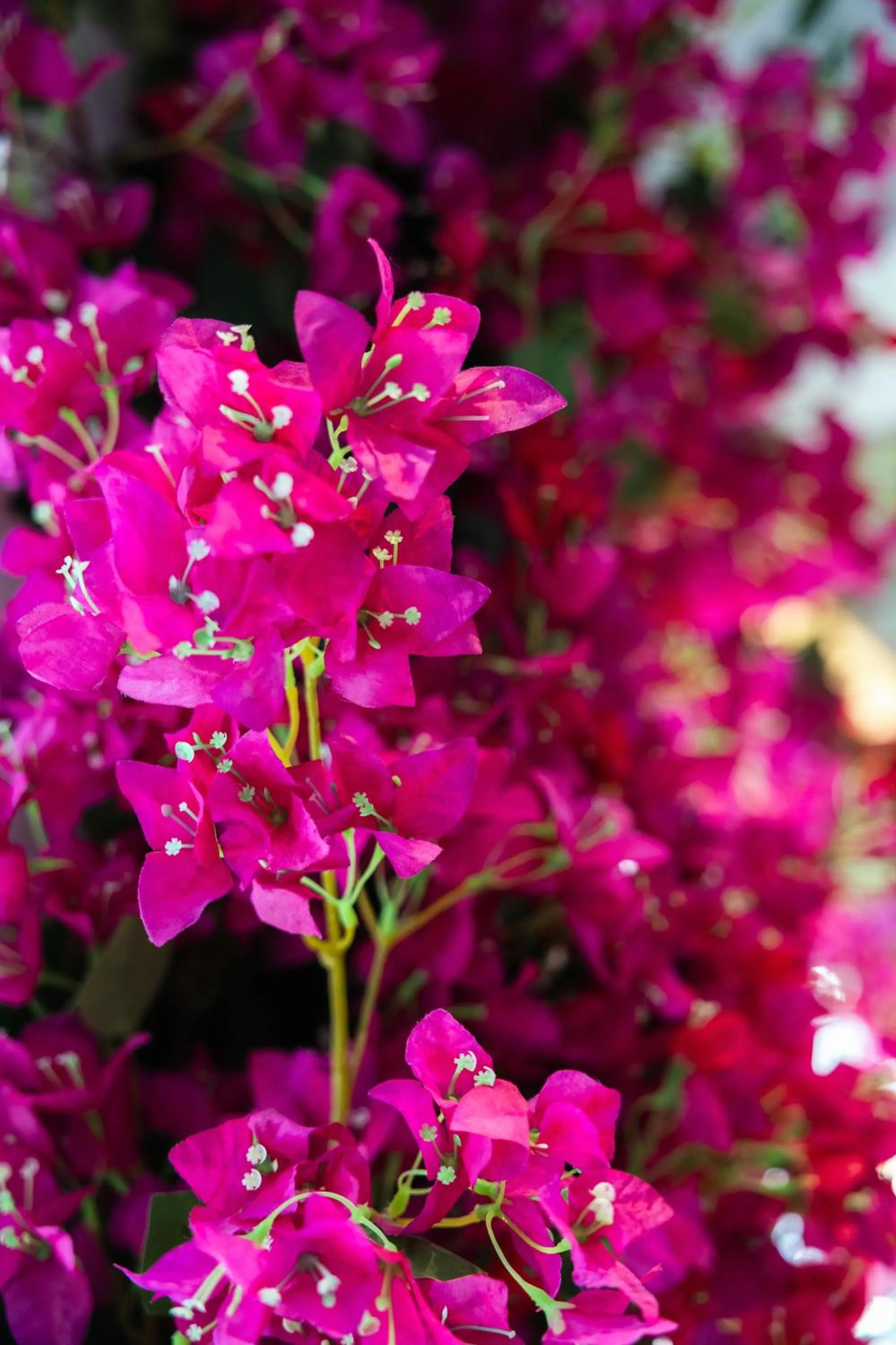 Garden view in The Q Hotel