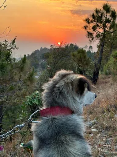 Pets in Shree Parijat Resort - Luxury Resort in Mukteshwar