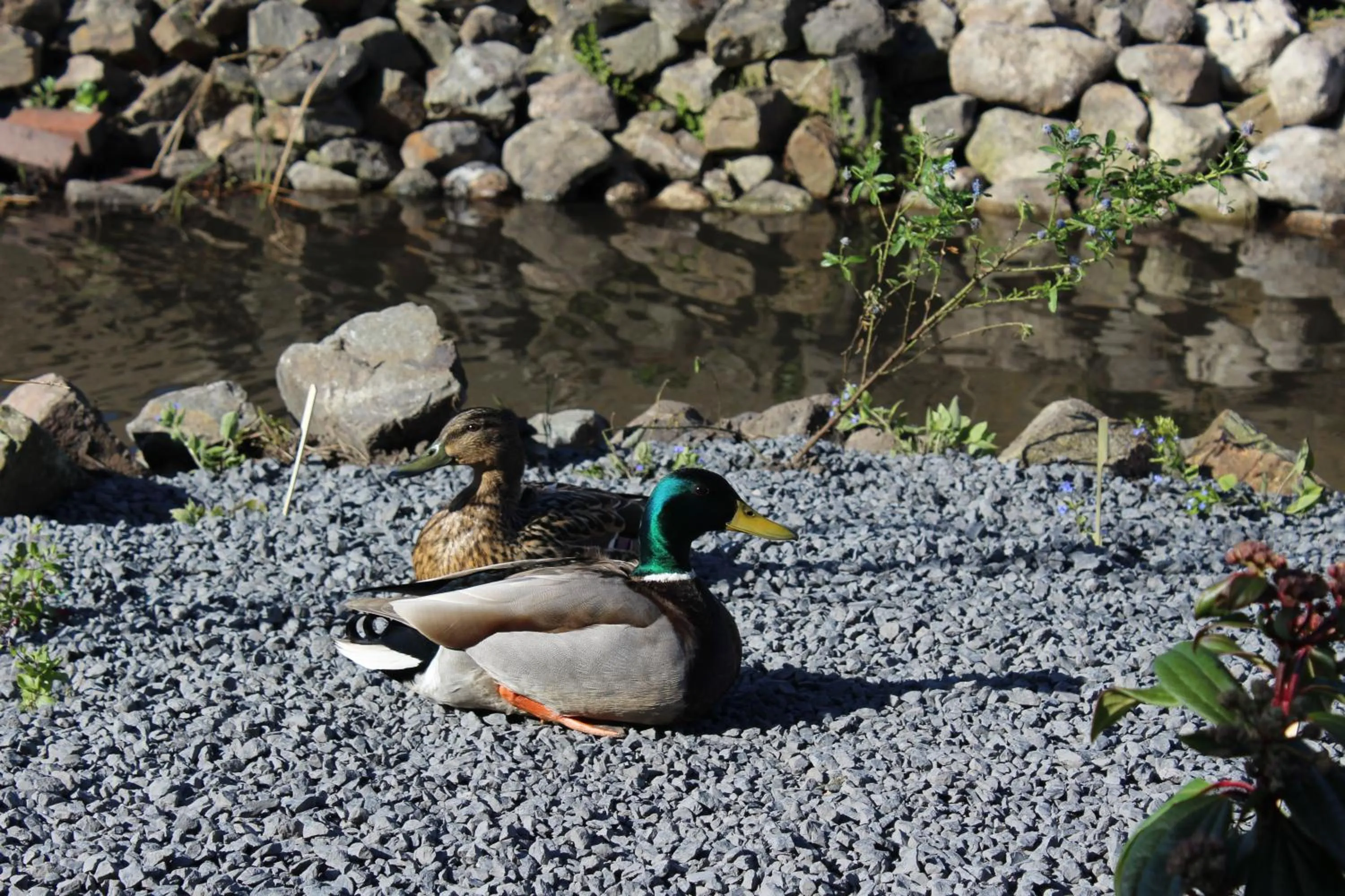Garden in Hotel Restaurant 't Klokje