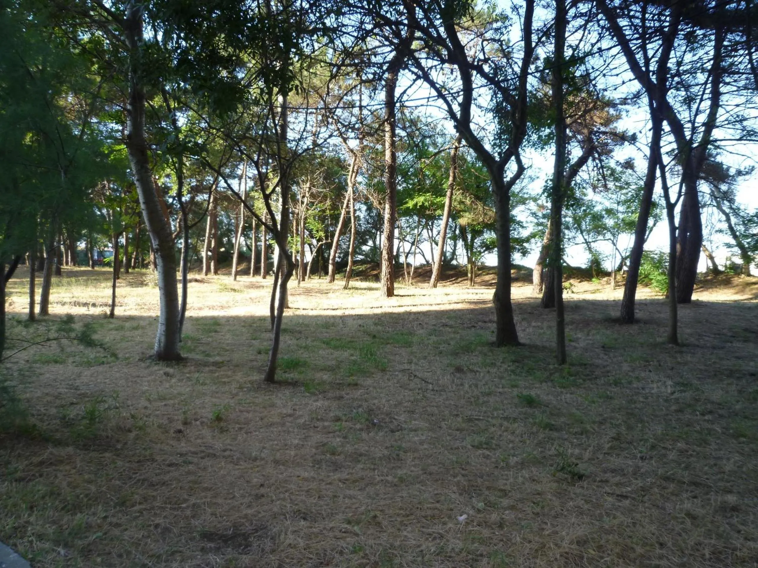 Garden in Hotel Zeus Lido di Classe Room Only