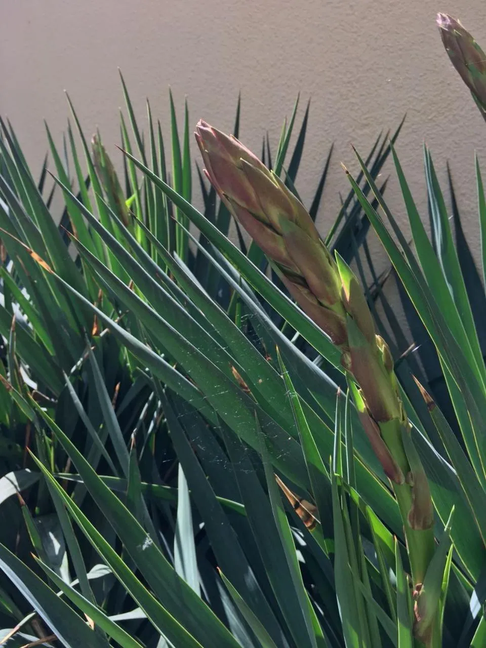 Spring in Arina Villa