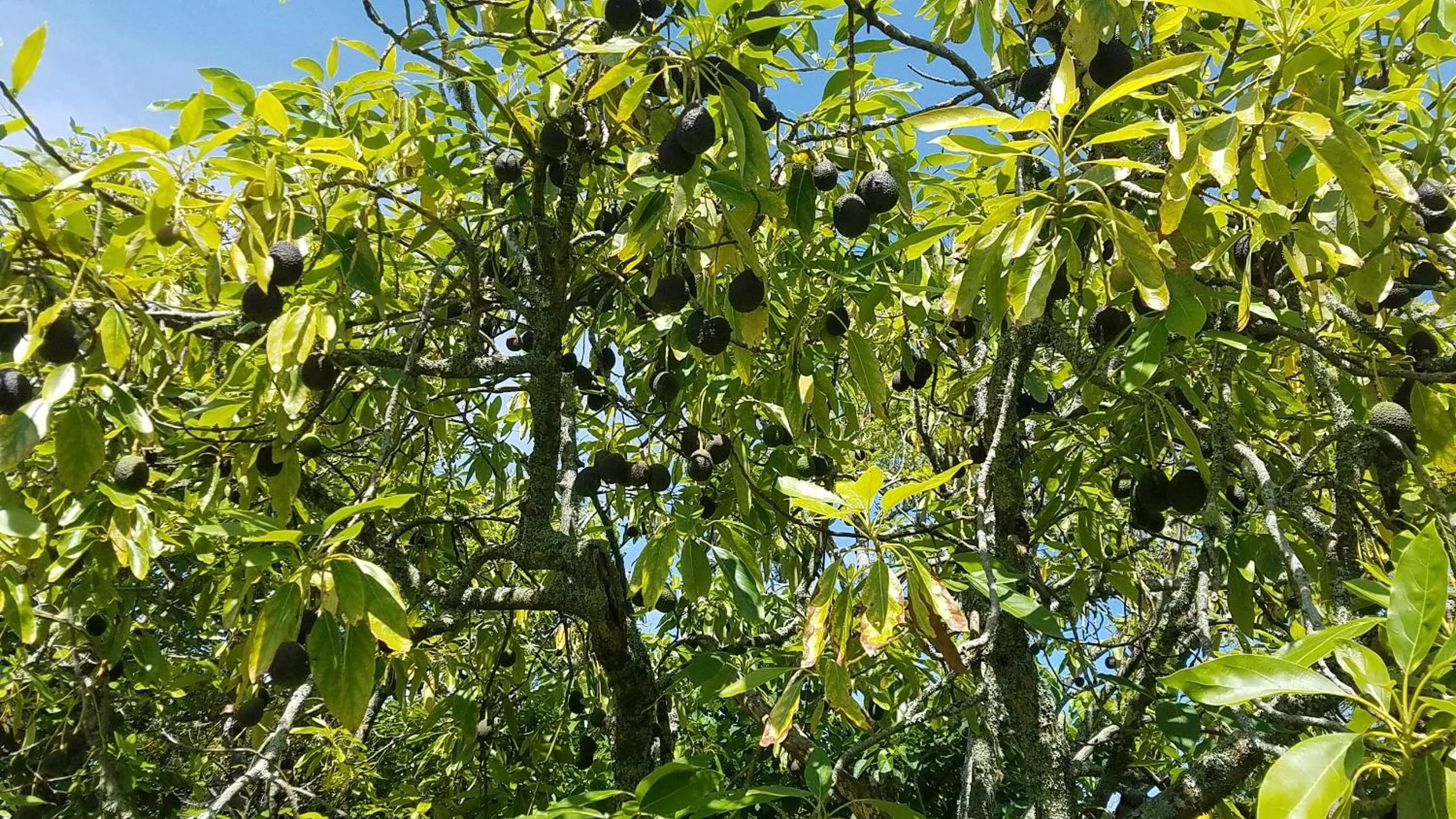 Natural landscape in Kerigold Secluded Chalets Motel