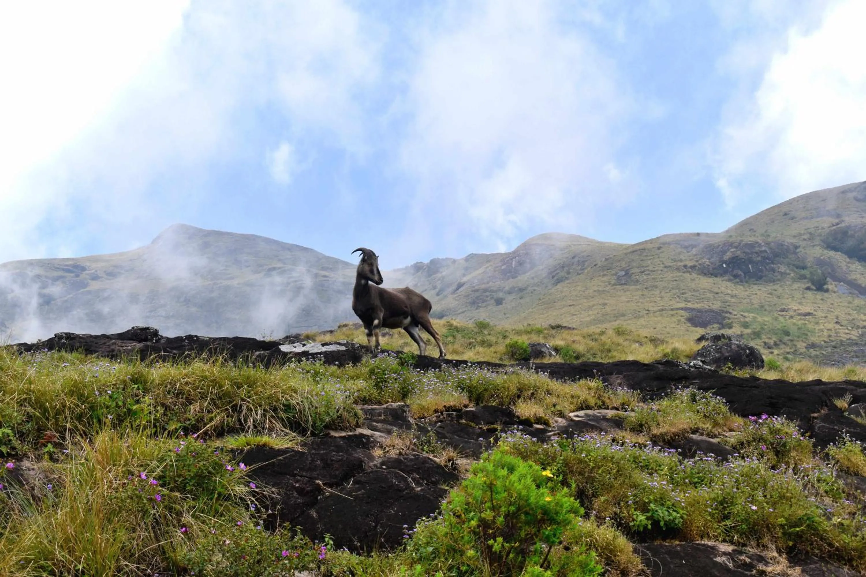 Other in Moon Wings Mountain Resort