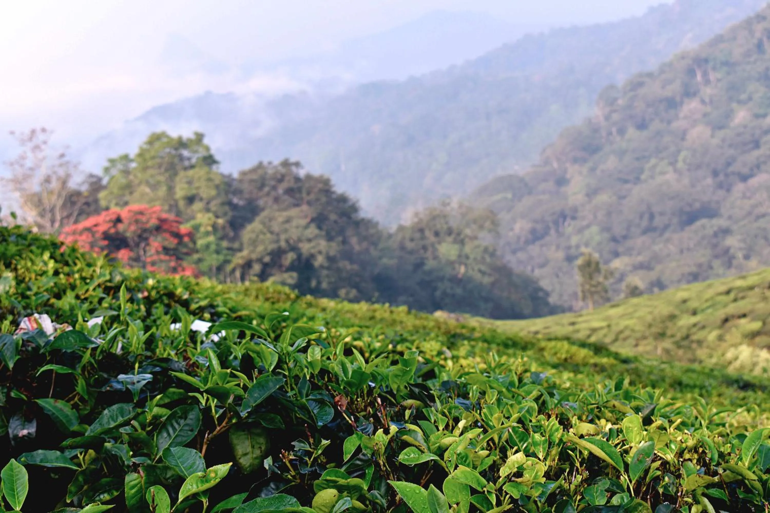 Off site in Moon Wings Mountain Resort