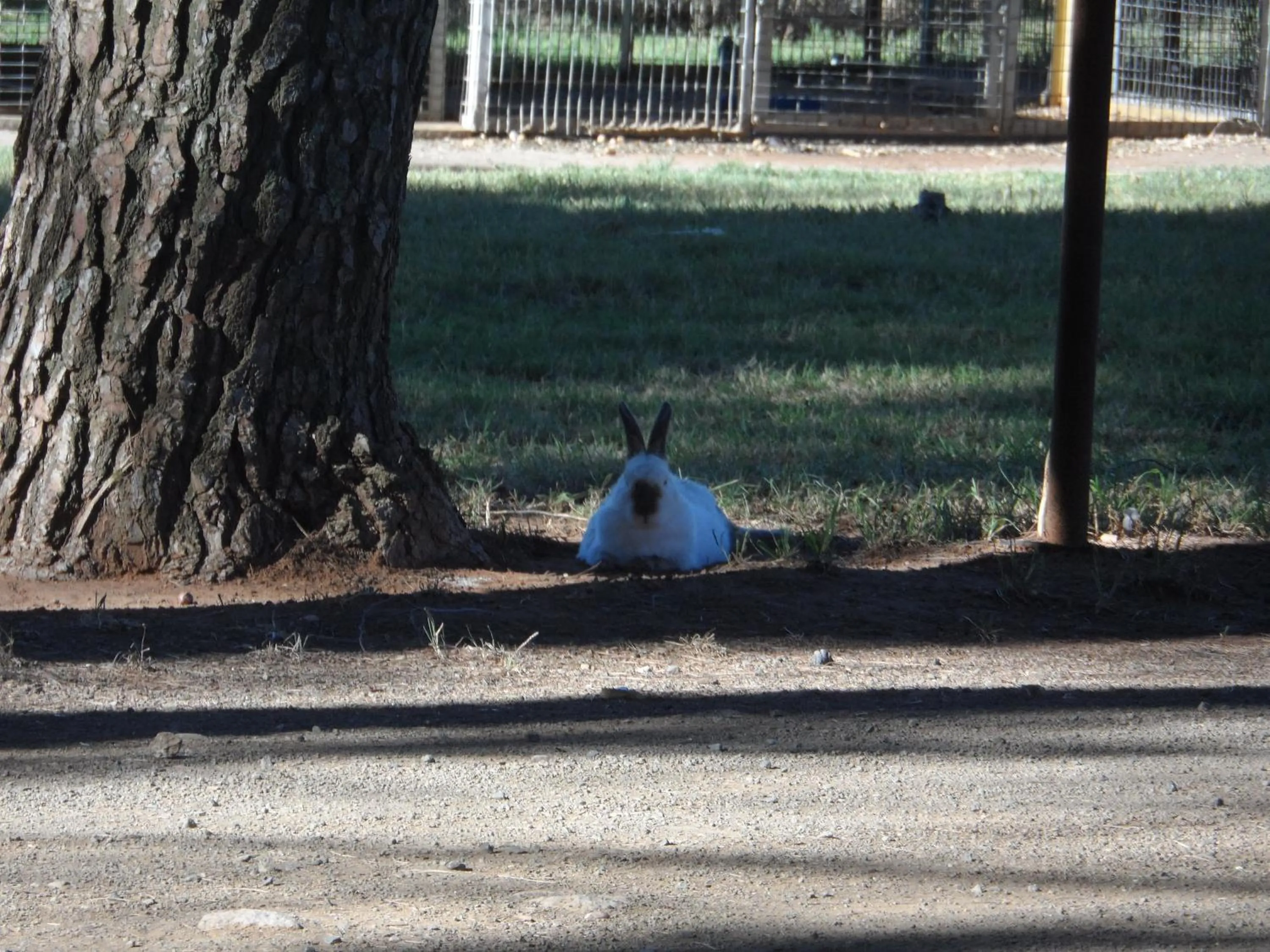 Pets in A Cherry Lane Self Catering and B&B