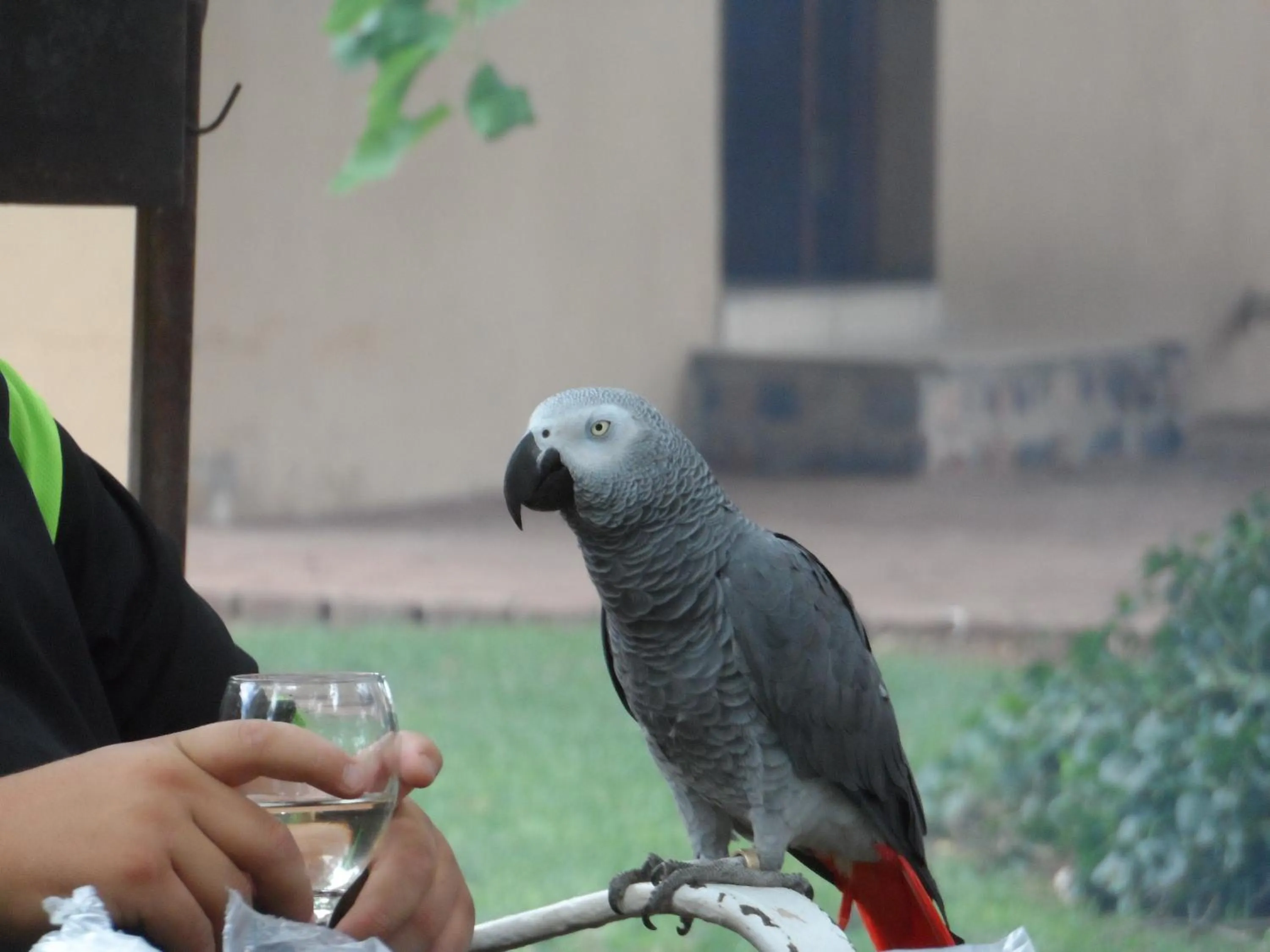 Pets in A Cherry Lane Self Catering and B&B